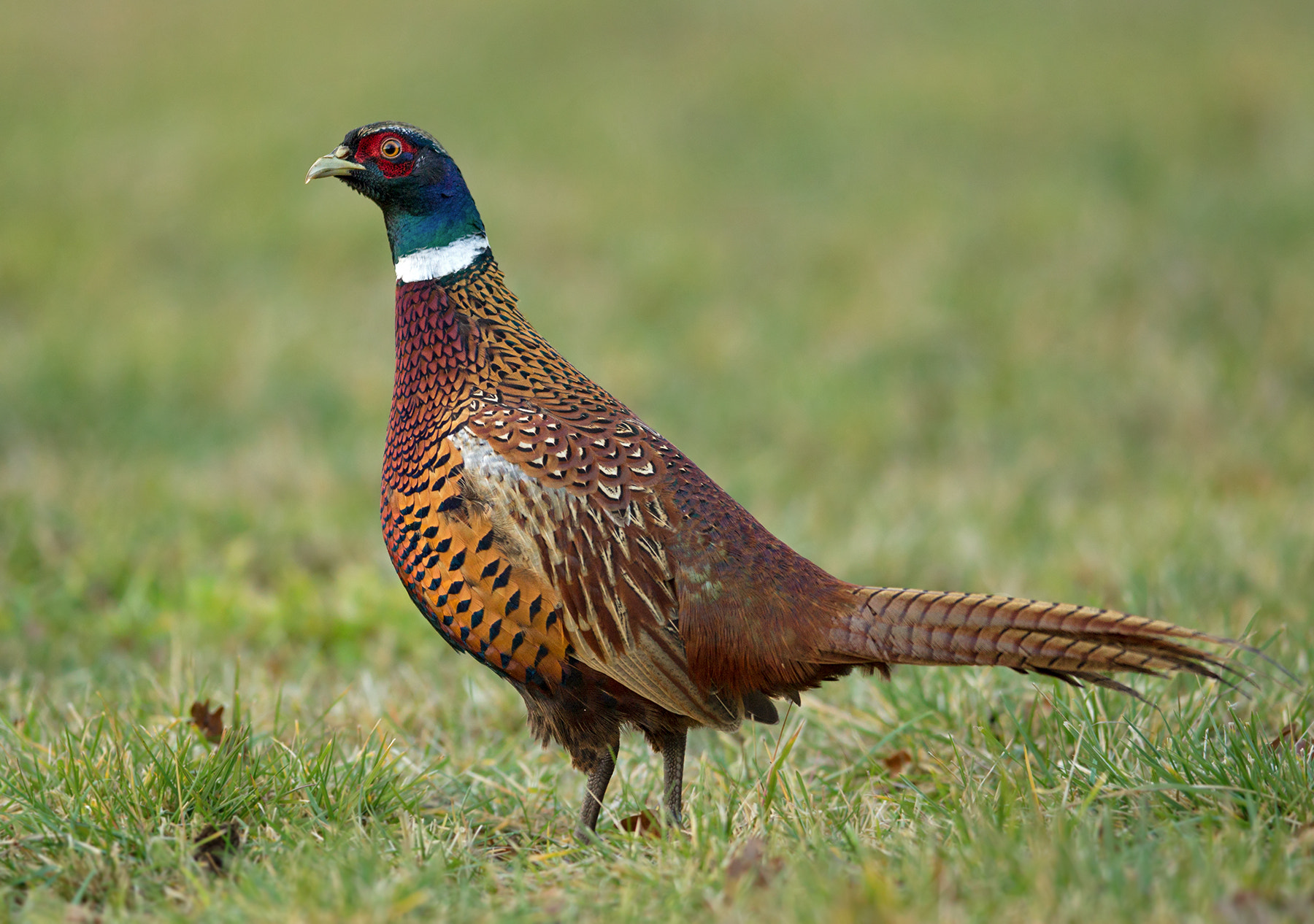 Canon EF 400mm F2.8L IS II USM sample photo. Colors of nature photography