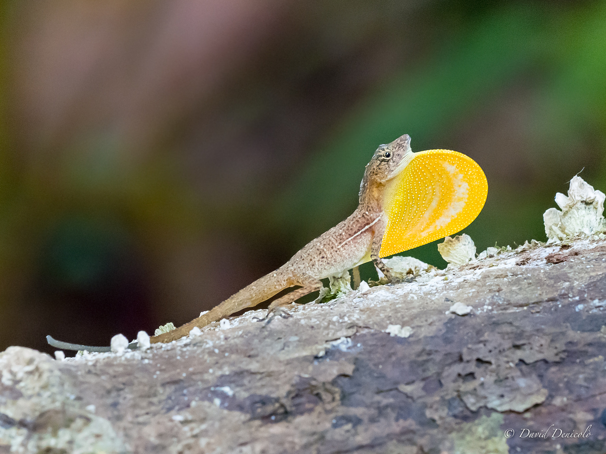 Olympus OM-D E-M1 Mark II + OLYMPUS M.300mm F4.0 sample photo. Anole lizard photography