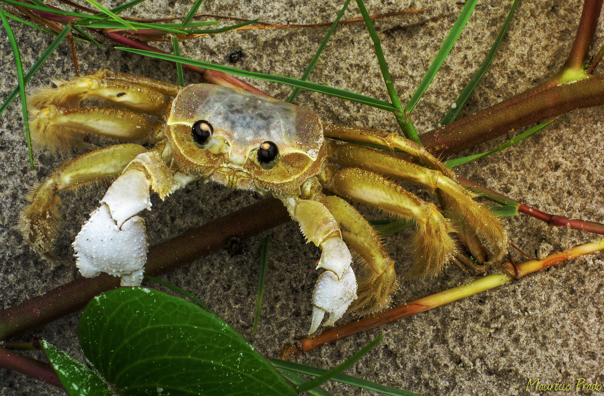 Canon PowerShot SD790 IS (Digital IXUS 90 IS / IXY Digital 95 IS) sample photo. Baby crab ... [ocypode quadrata] photography