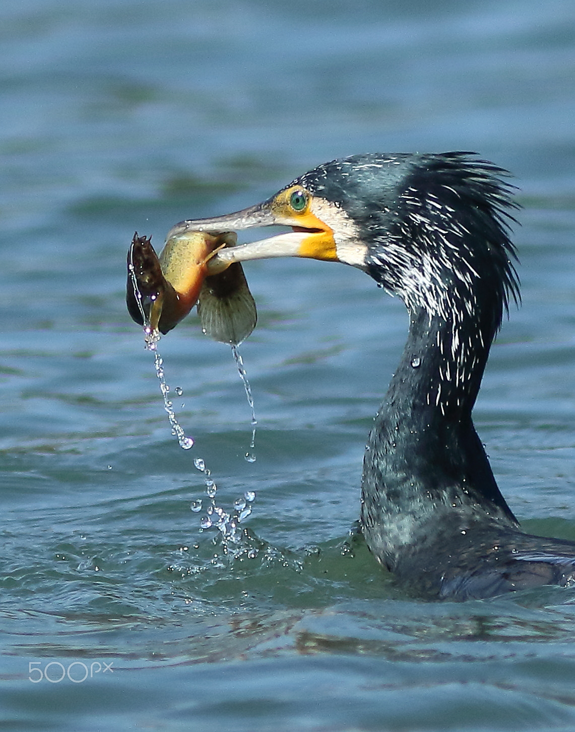 Canon EF 300mm F4L IS USM sample photo. Cormorant fishing photography