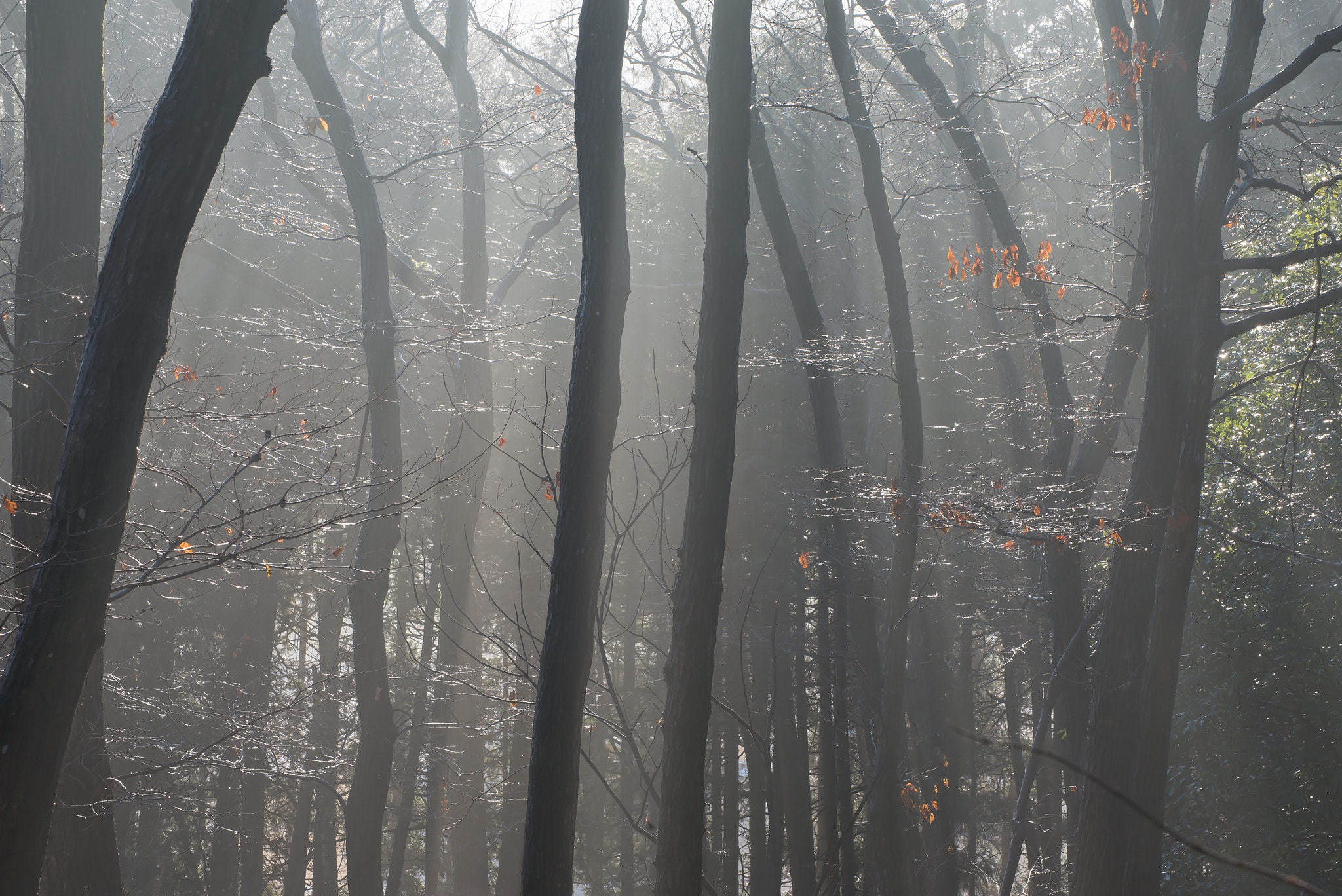 Nikon D800 sample photo. After the rain photography