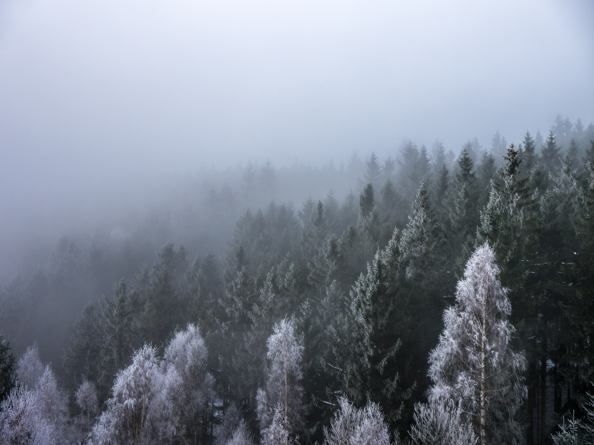 Panasonic Lumix DMC-G3 sample photo. Forest #3 photography