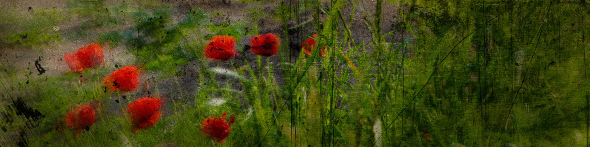 90mm F2.8 Macro SSM sample photo. Poppies photography