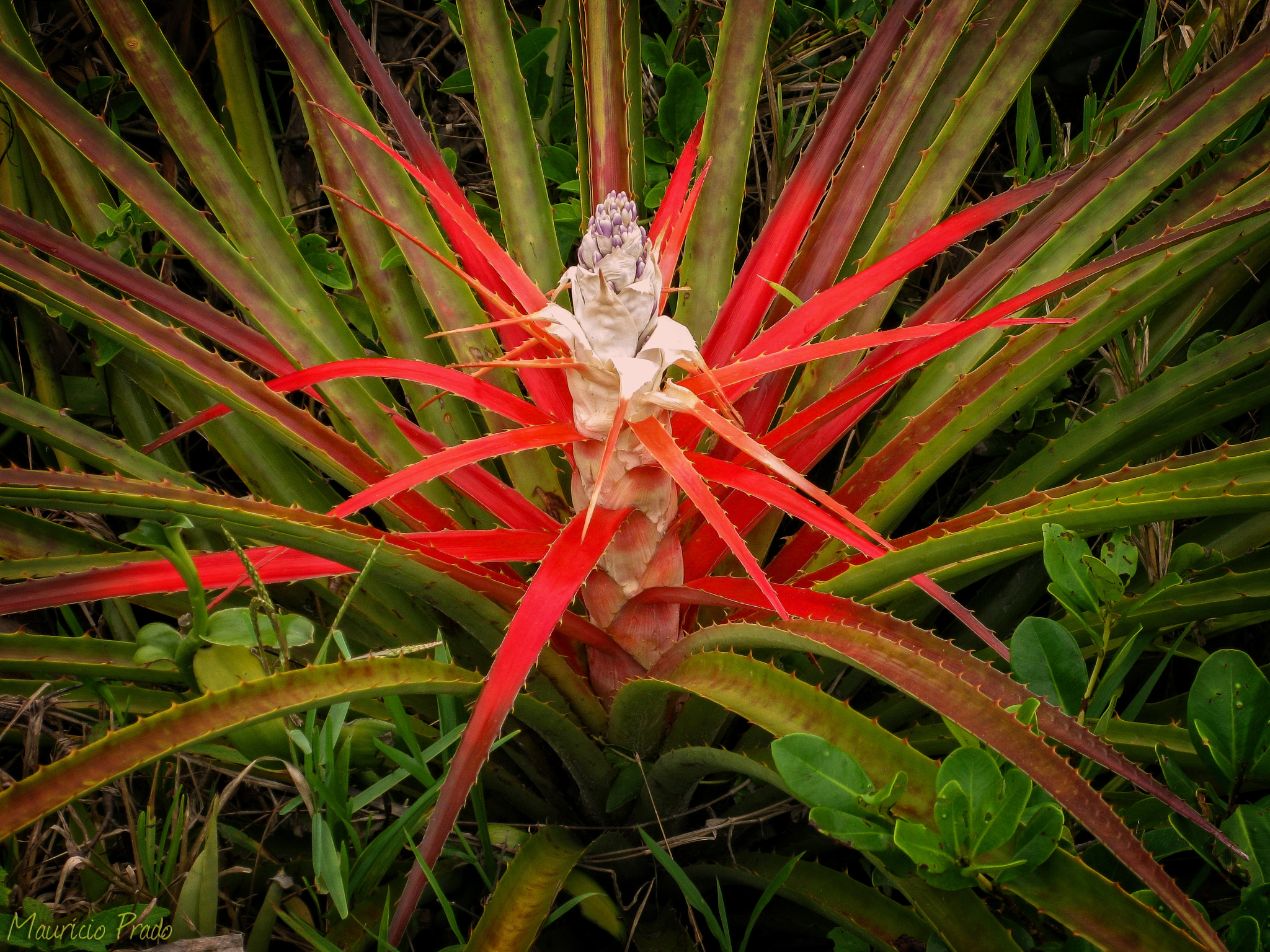 Canon PowerShot SD790 IS (Digital IXUS 90 IS / IXY Digital 95 IS) sample photo. Caraguatá ... the lord of the thorns photography