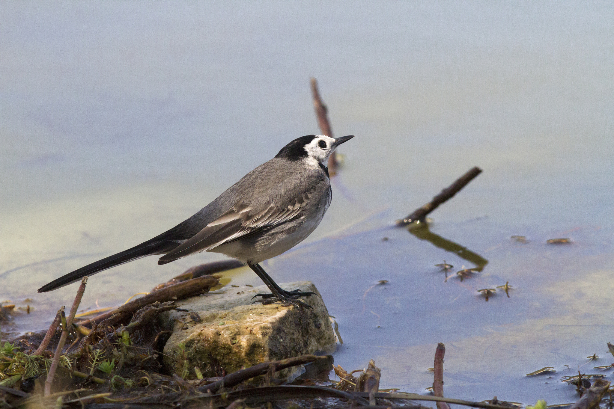 Canon EOS 7D + Canon EF 300mm F4L IS USM sample photo. Wagtail photography