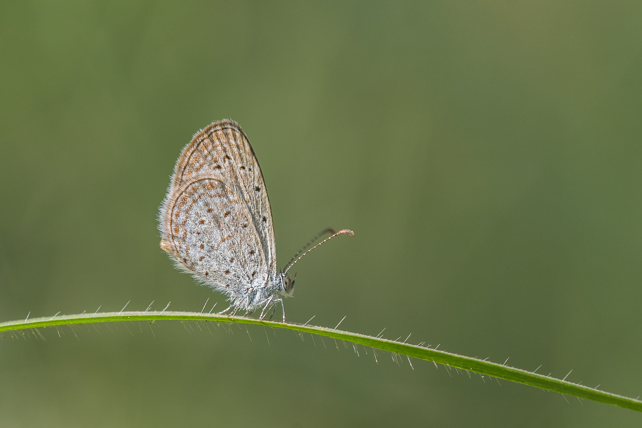 Tamron 18-270mm F3.5-6.3 Di II PZD sample photo. Small blue photography