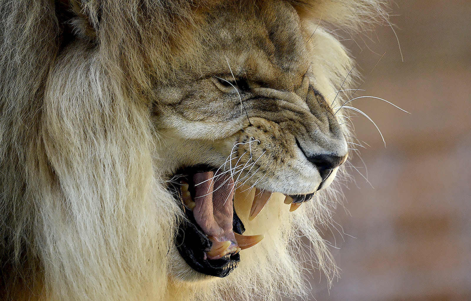 Nikon D7000 sample photo. Lion portrait #2 photography