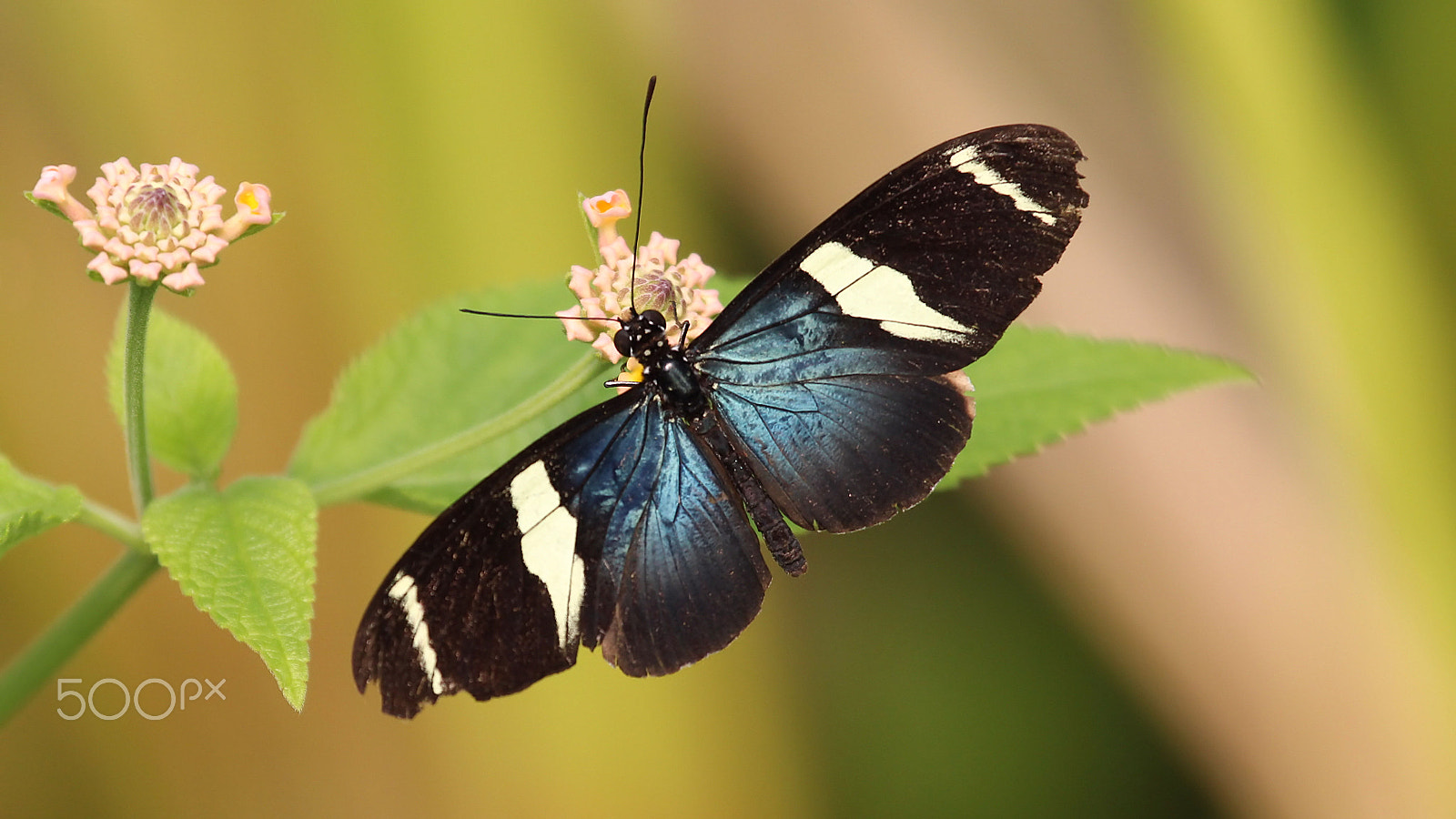 Canon EF 100-400mm F4.5-5.6L IS USM sample photo. Sara longwing photography