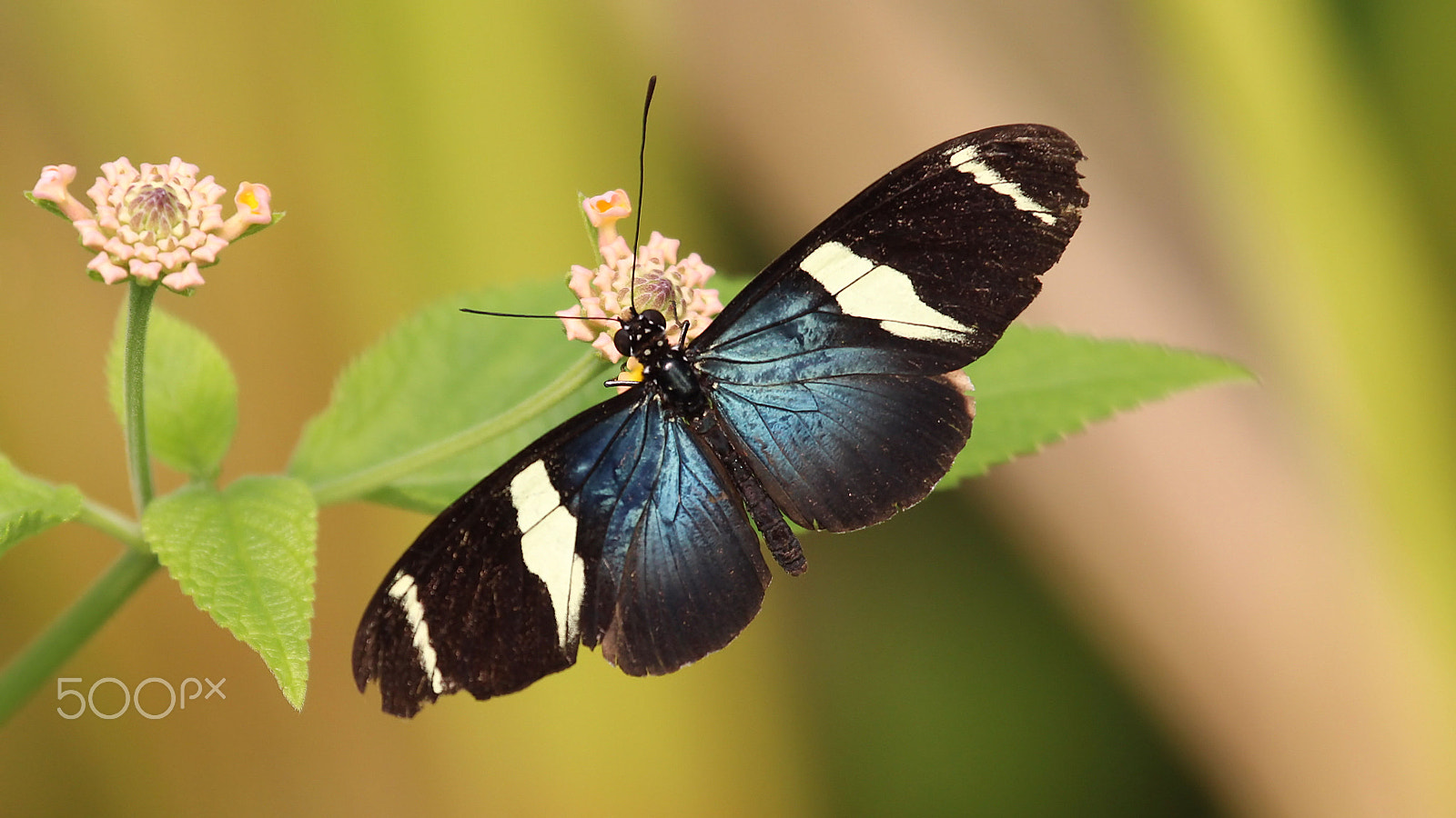 Canon EOS 60D + Canon EF 100-400mm F4.5-5.6L IS USM sample photo. Sara longwing photography