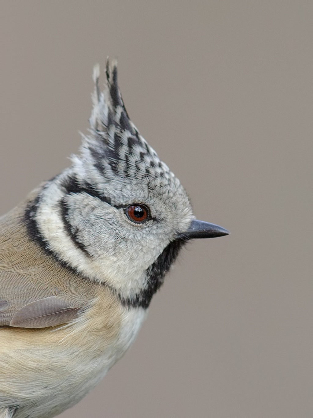 Canon EOS-1D X sample photo. Crested  tit photography