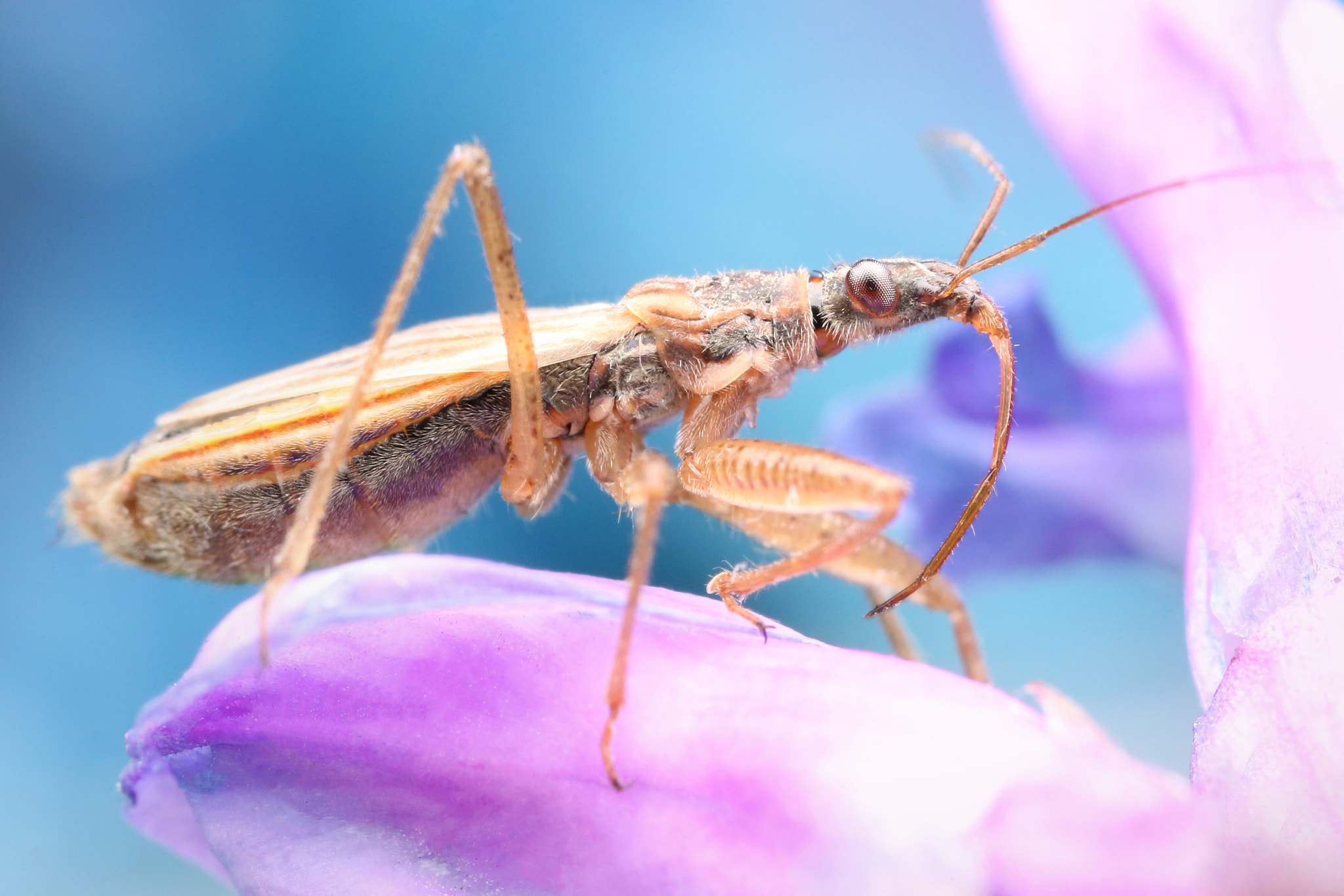 Canon MP-E 65mm F2.5 1-5x Macro Photo sample photo. Nabis photography