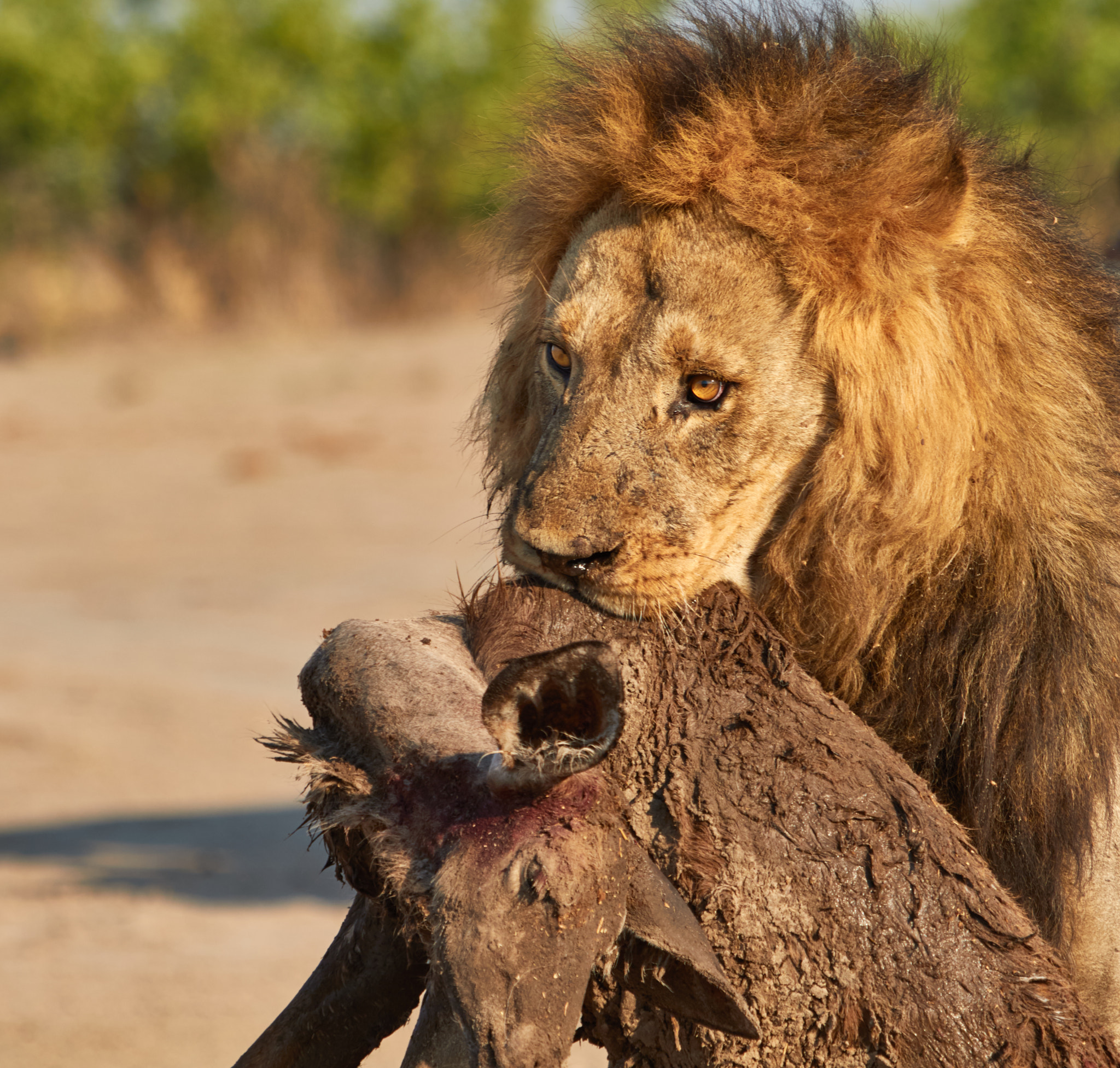 Canon EF 100-400mm F4.5-5.6L IS USM sample photo. Lion and a kudu photography