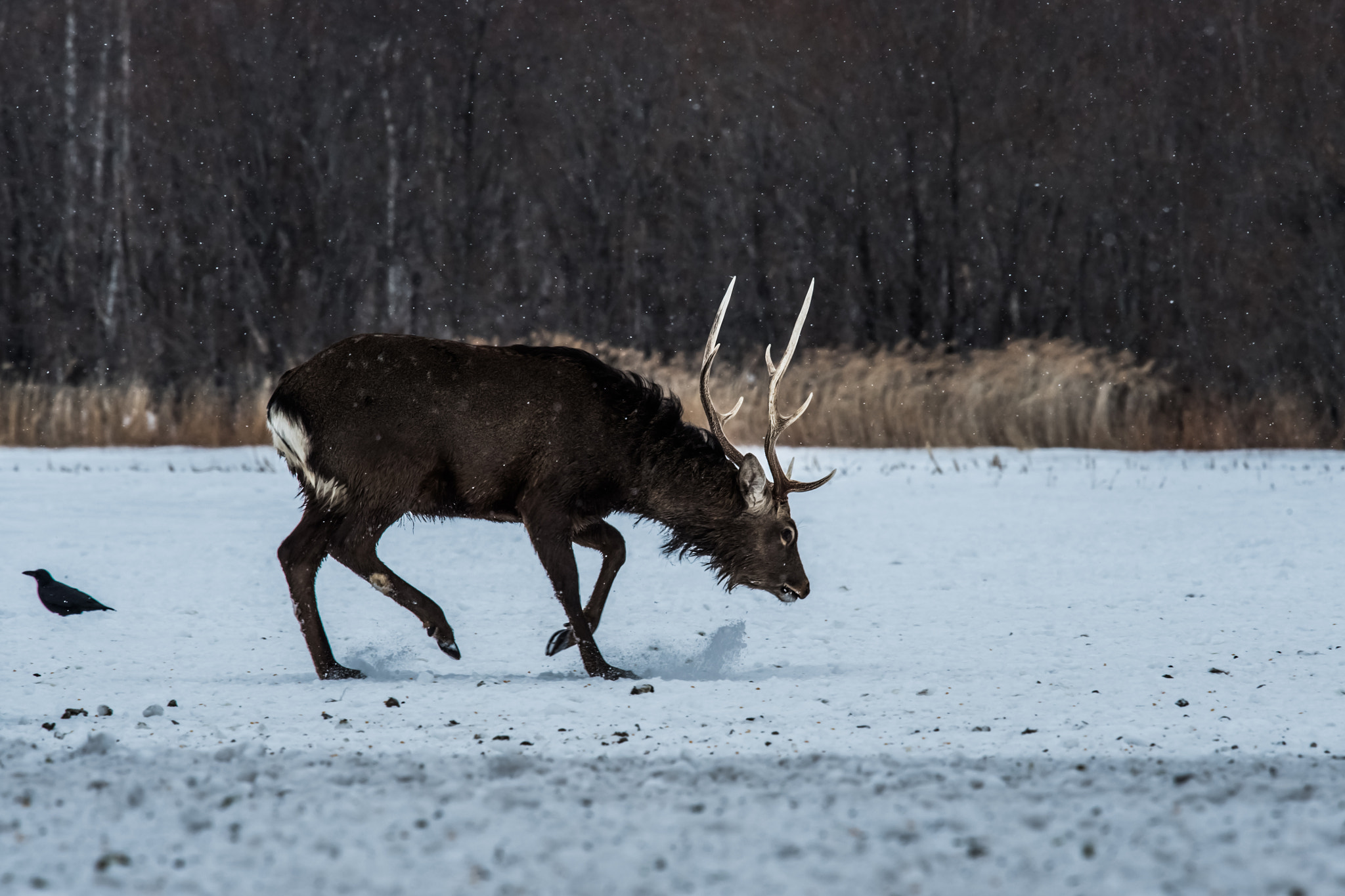 Nikon Nikkor AF-S 300mm F4E PF ED VR sample photo. It's cold day........... photography