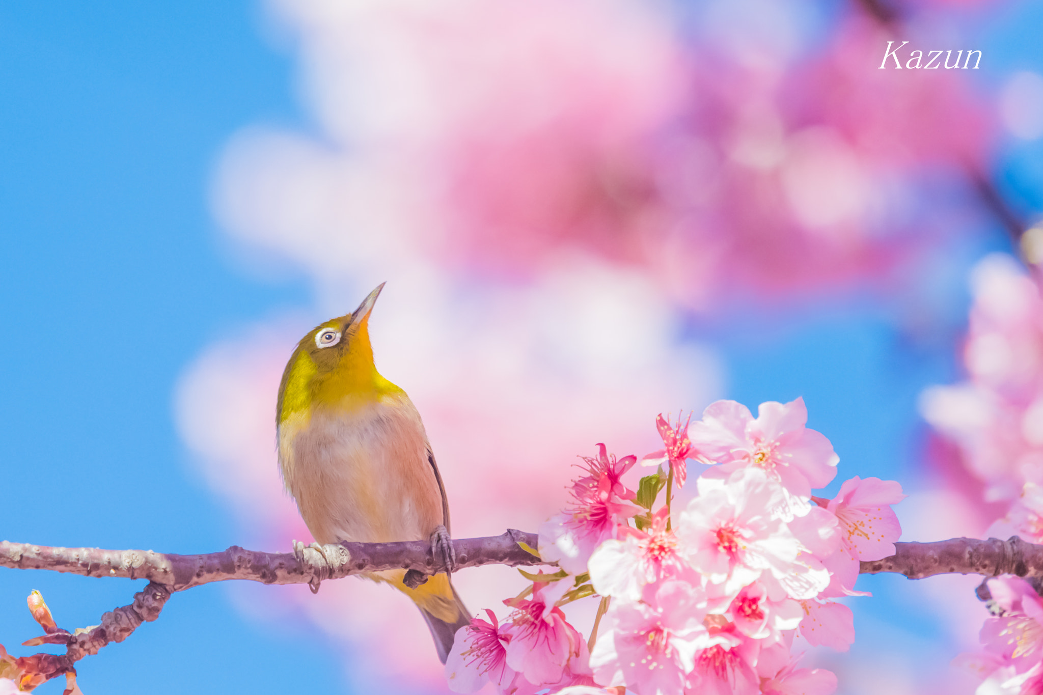 Nikon Nikkor AF-S 300mm F4E PF ED VR sample photo. Coming spring! photography