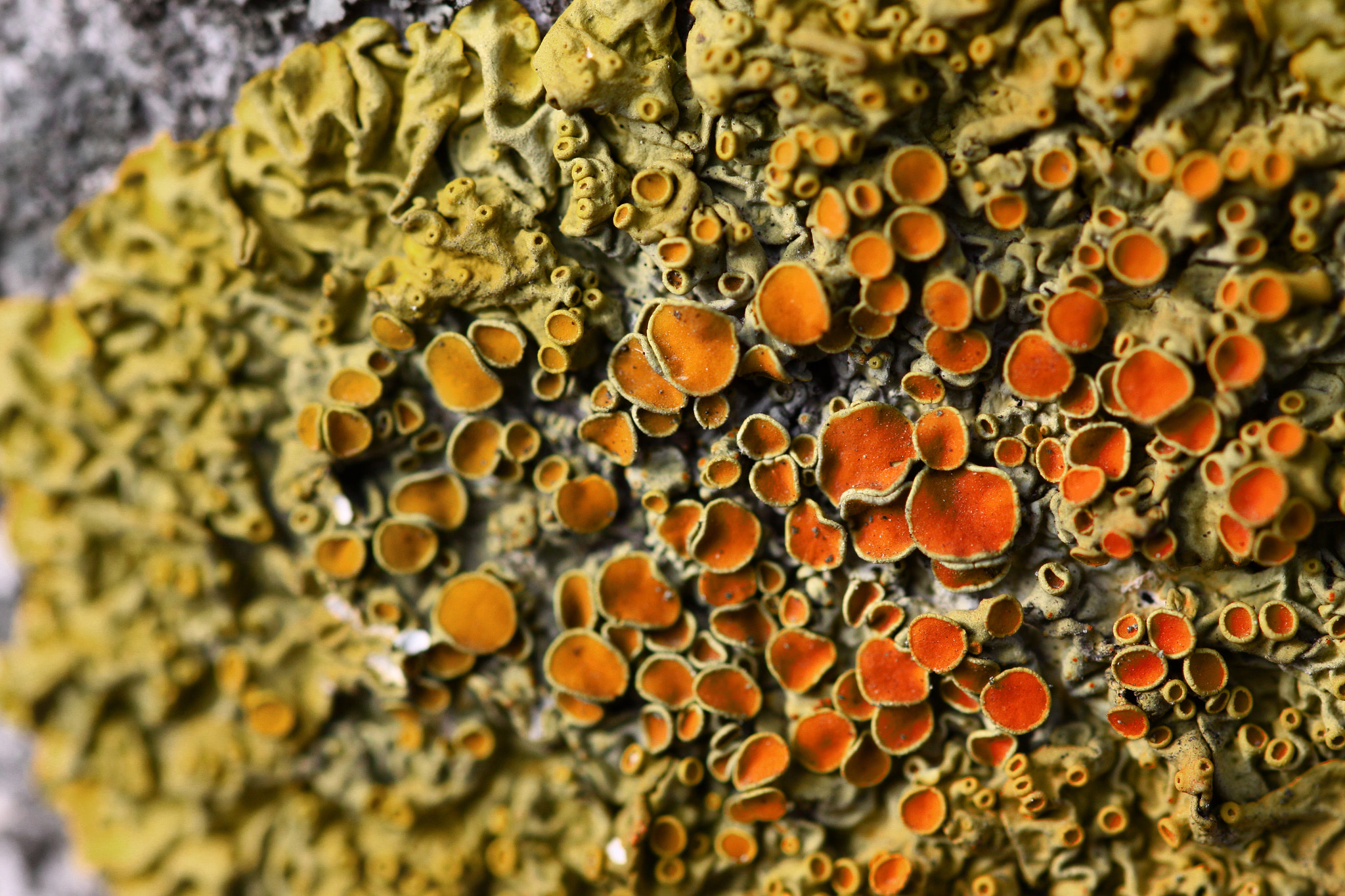 Sigma 105mm F2.8 EX DG OS HSM sample photo. Lichen 001 photography
