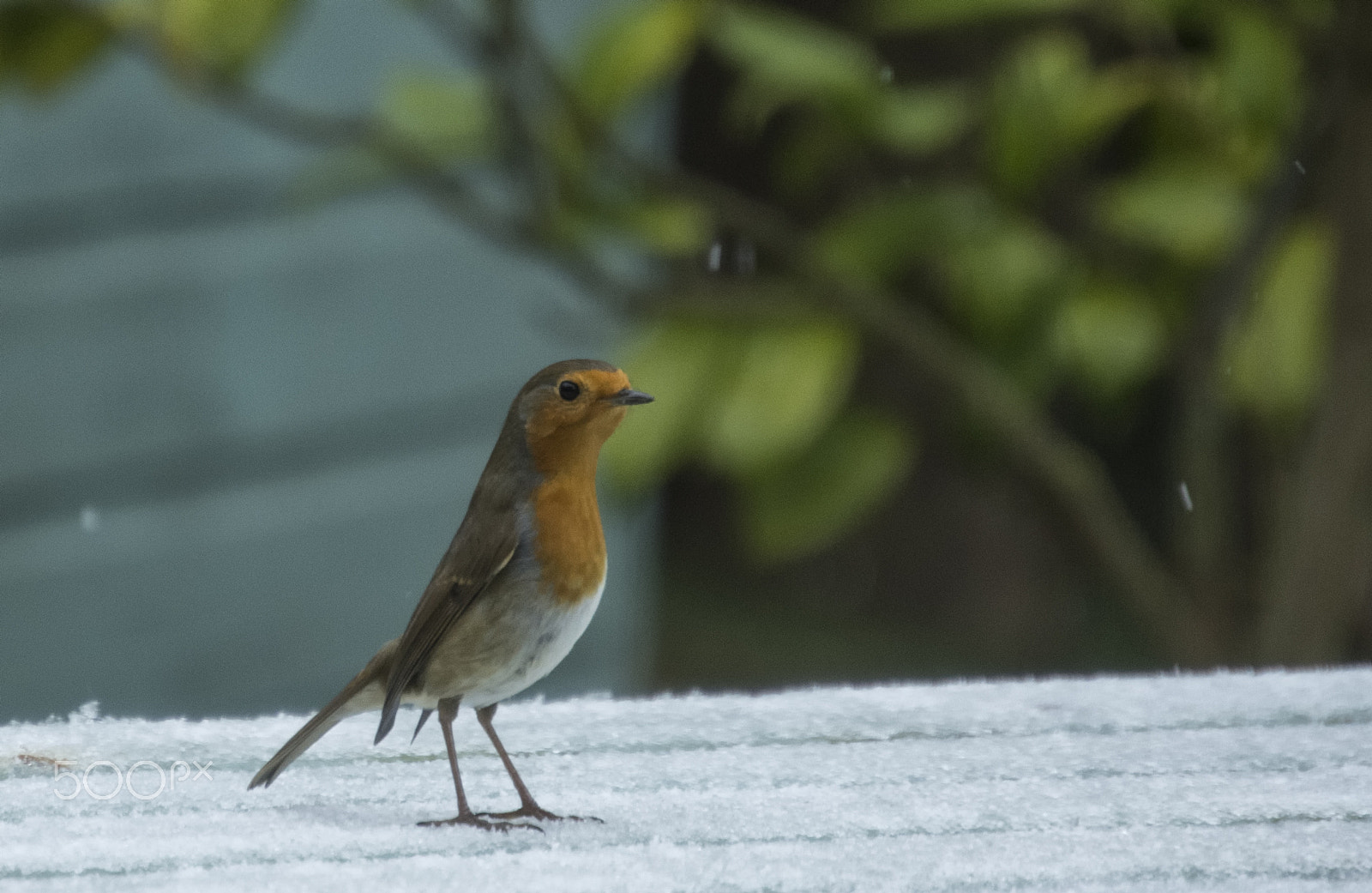 Nikon D7200 sample photo. Robin photography