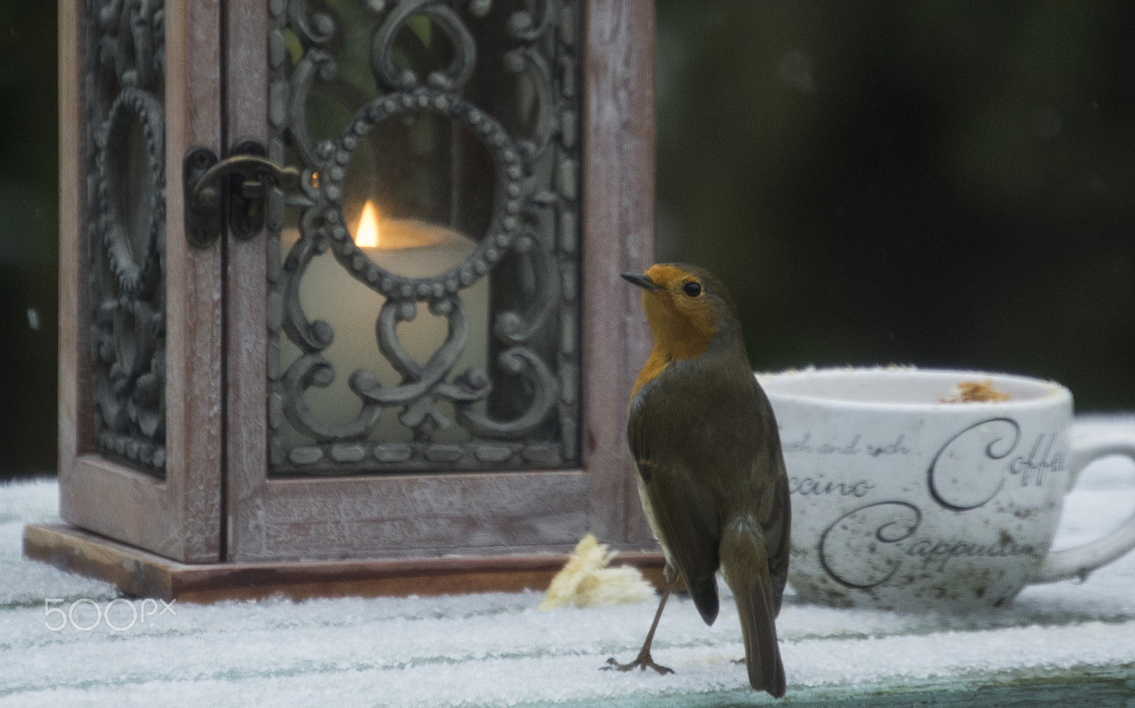 Nikon D7200 sample photo. Robin photography