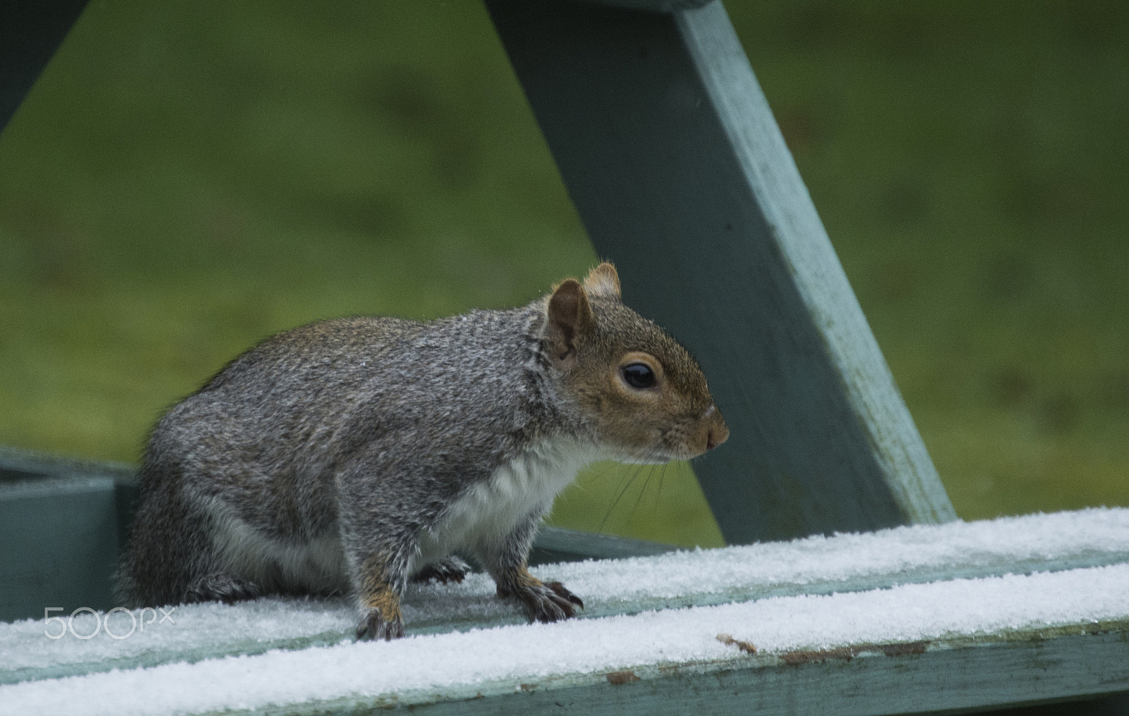 Nikon D7200 sample photo. Squirrel photography