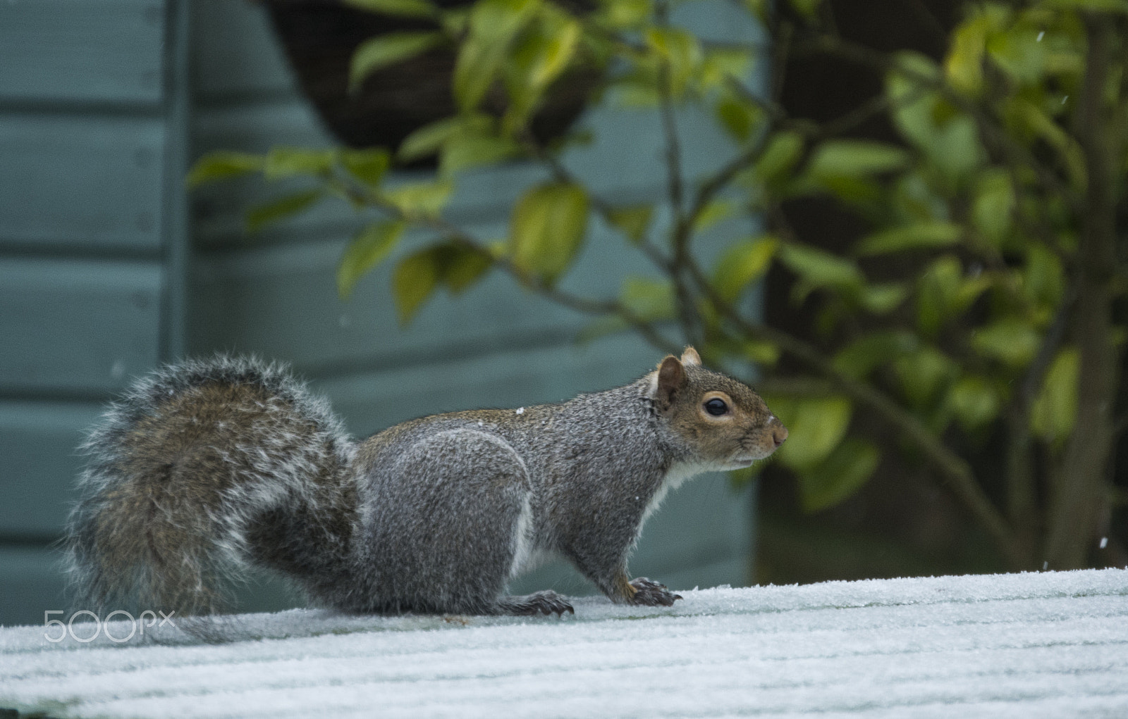 Nikon D7200 sample photo. Squirrel photography