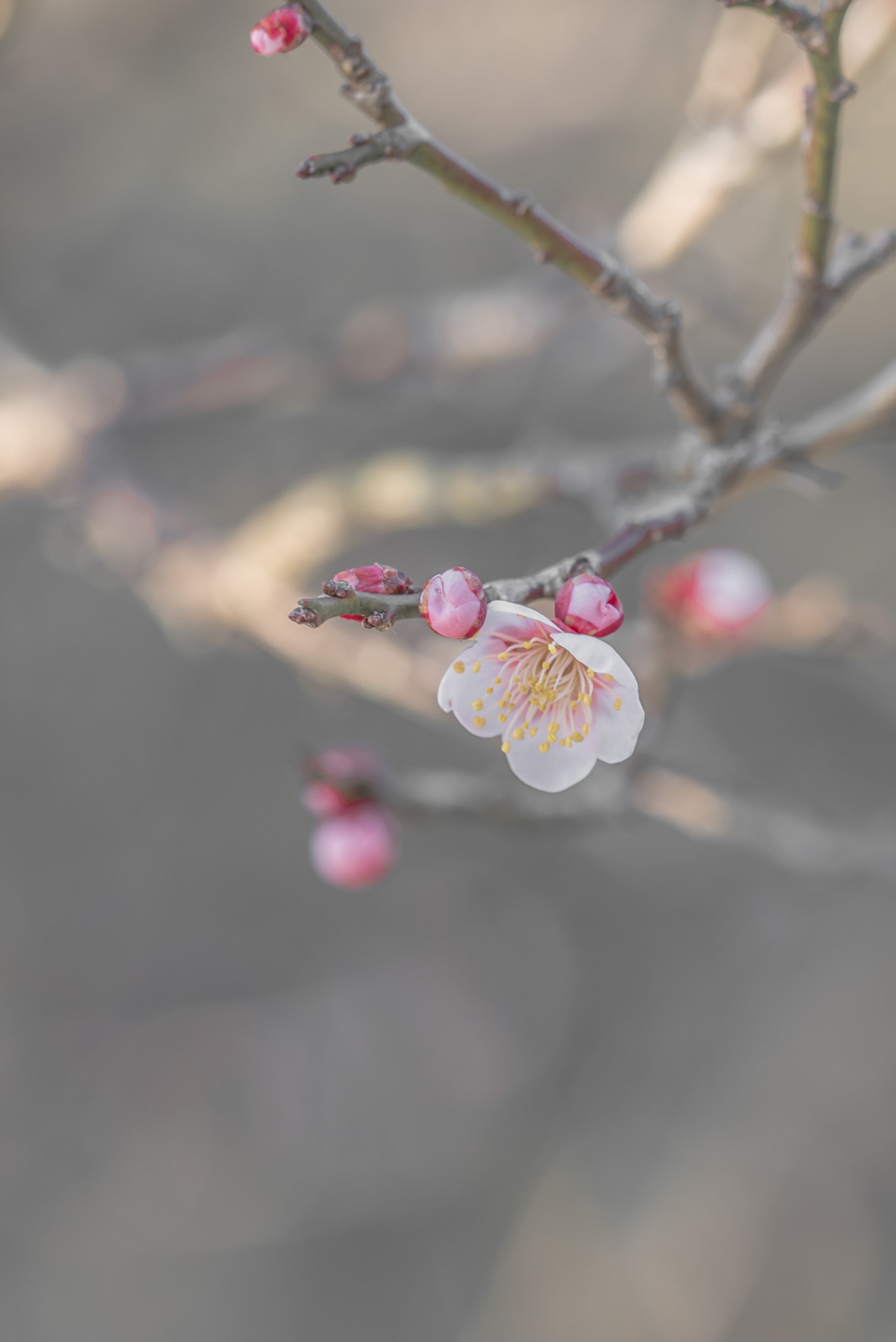 Sigma 150mm F2.8 EX DG OS Macro HSM sample photo. Plum blossom photography