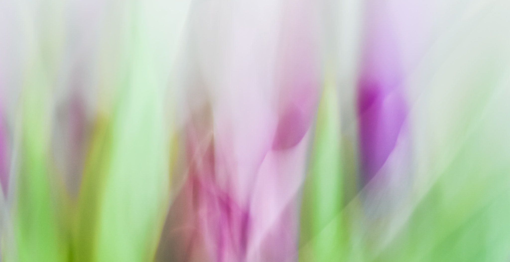Nikon D3400 sample photo. Spring tulips photography