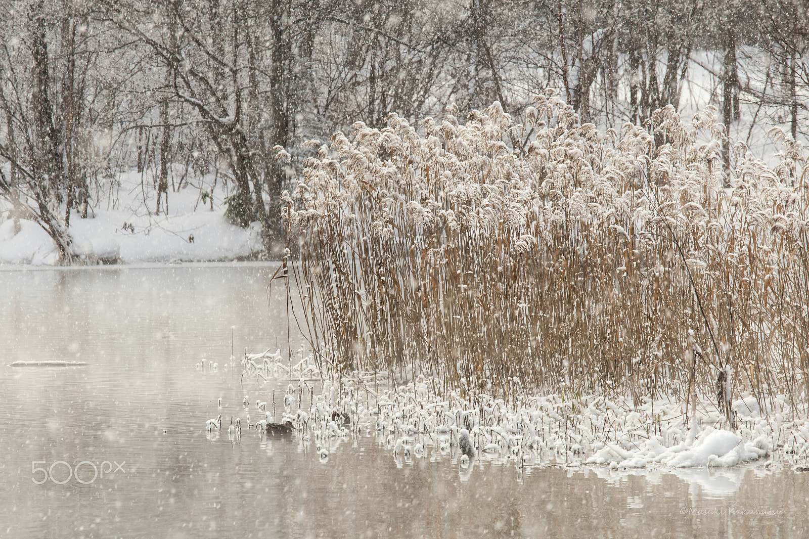 Canon EF 70-200mm F4L IS USM sample photo. Tryst photography