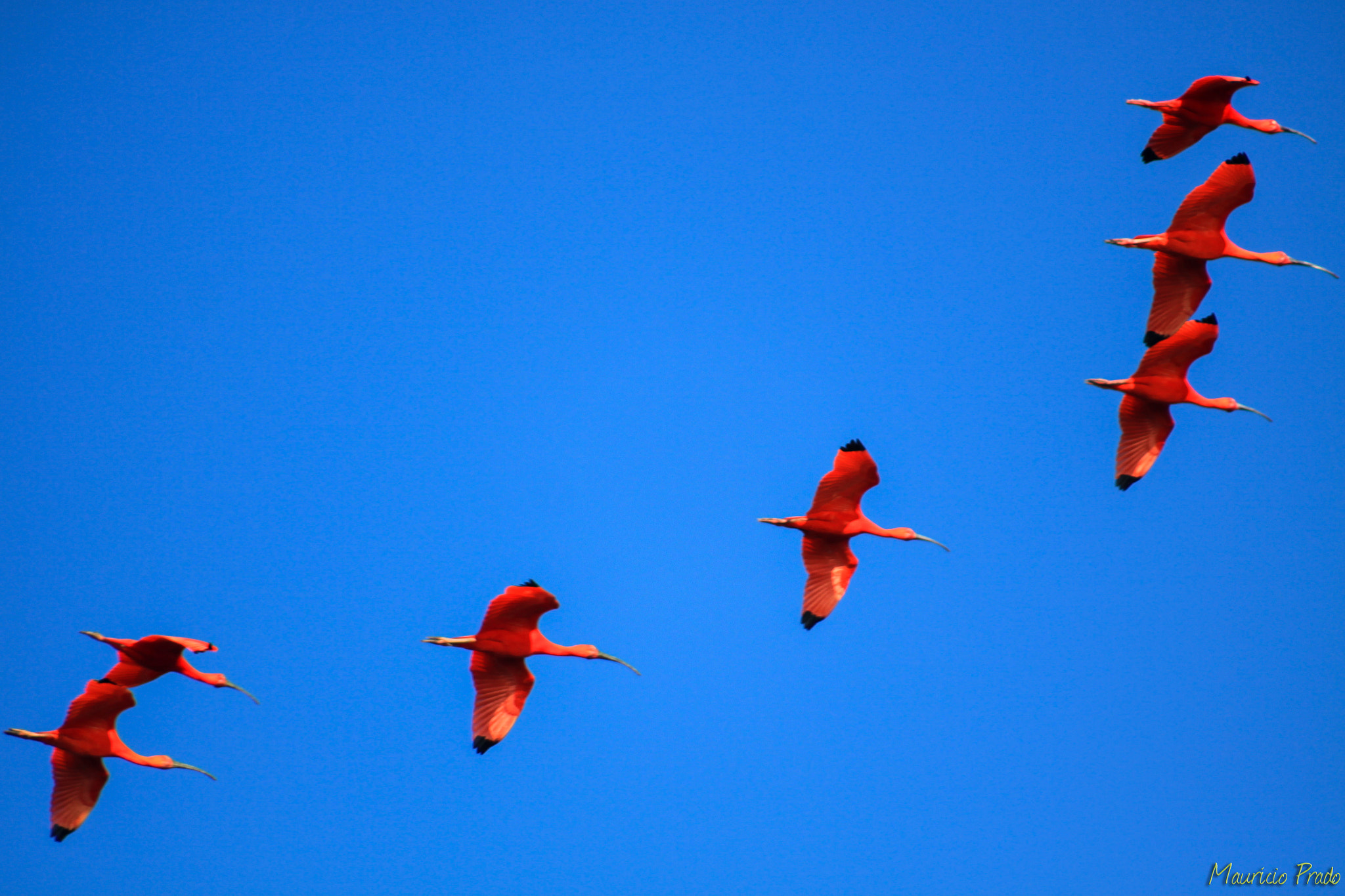 Canon EOS 50D + EF75-300mm f/4-5.6 sample photo. Rhapsody in reds ... [eudocimus ruber] photography