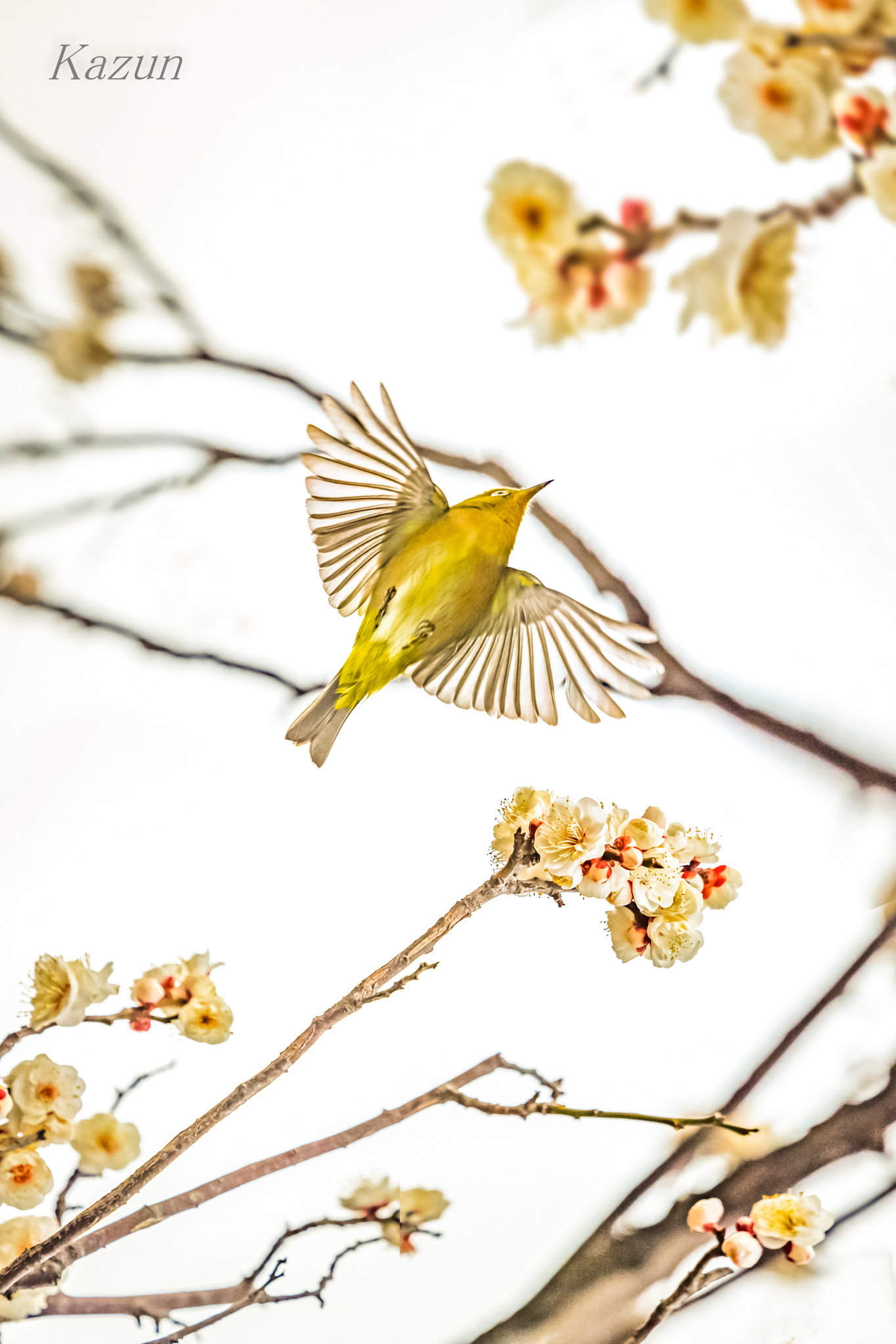 Nikon Nikkor AF-S 300mm F4E PF ED VR sample photo. Success!! photography