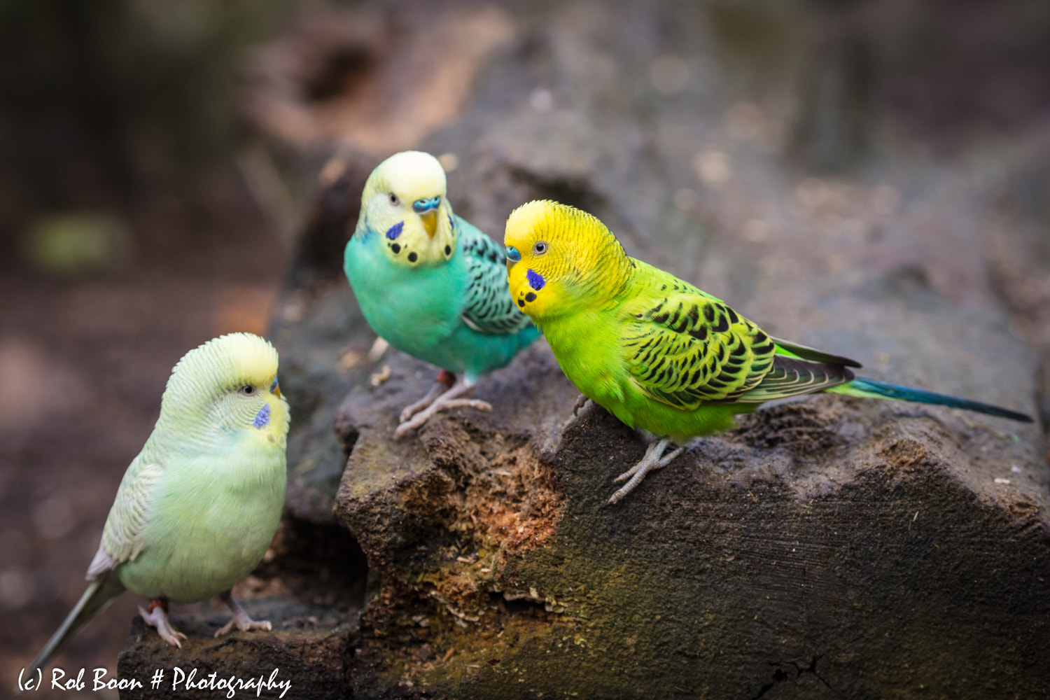 Canon EOS 5DS sample photo. Parakeet gossip photography