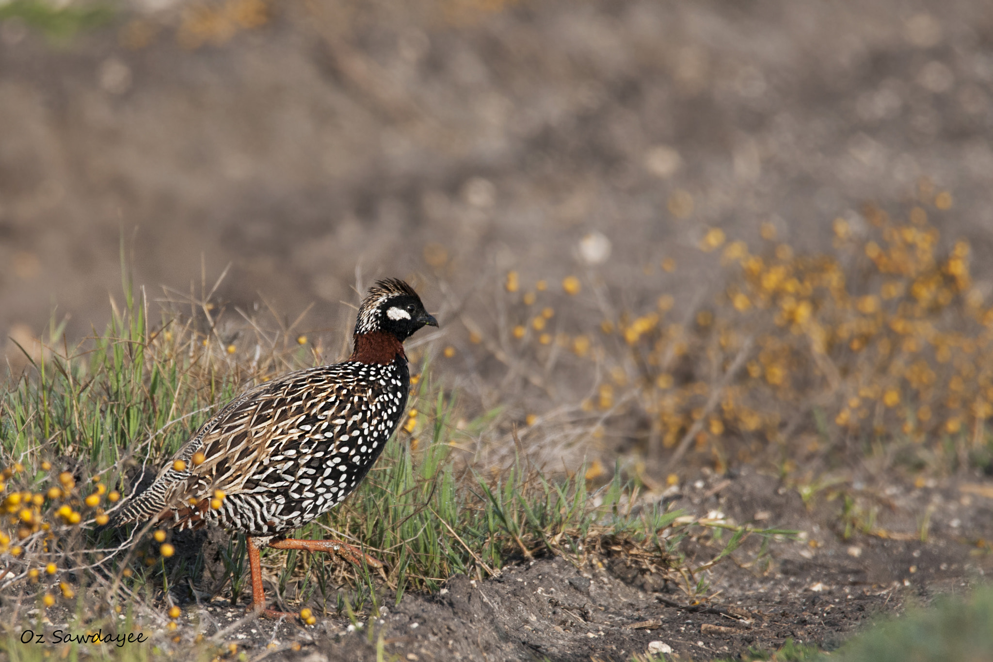 Nikon D300S sample photo. Black francolin photography
