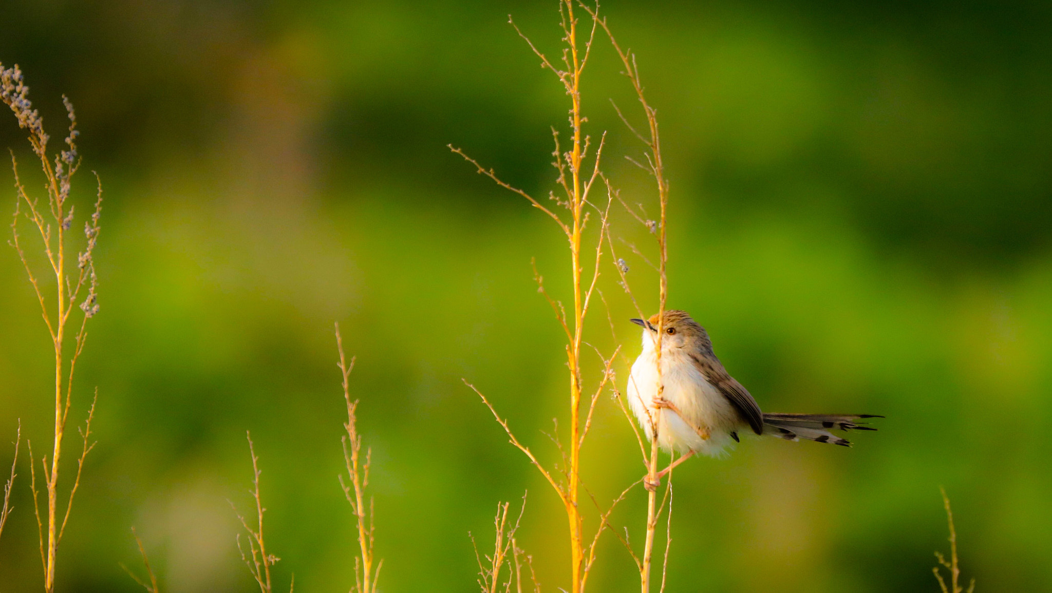 Canon EF 70-200mm F2.8L IS II USM sample photo