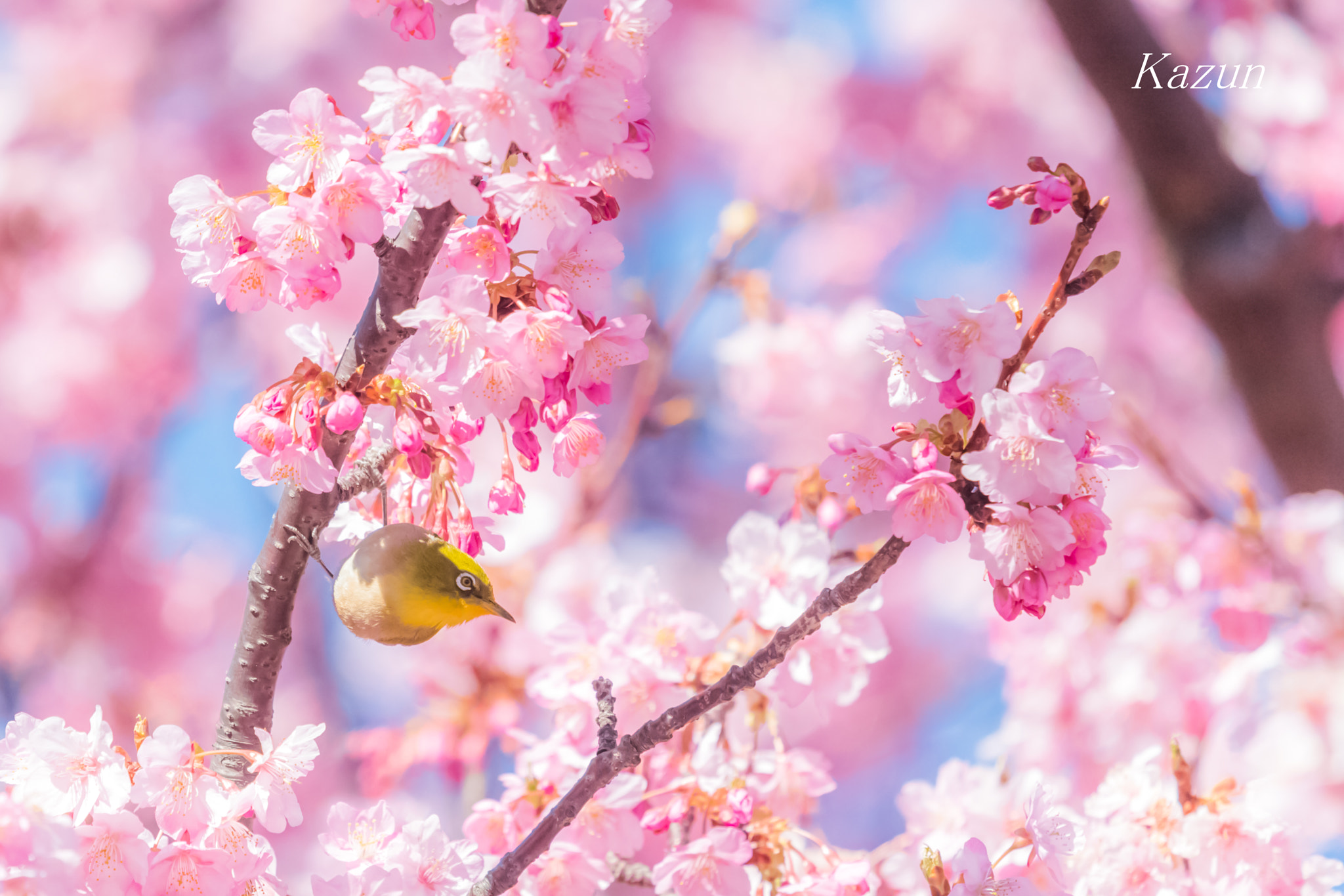 Nikon Nikkor AF-S 300mm F4E PF ED VR sample photo. Ready~~? photography