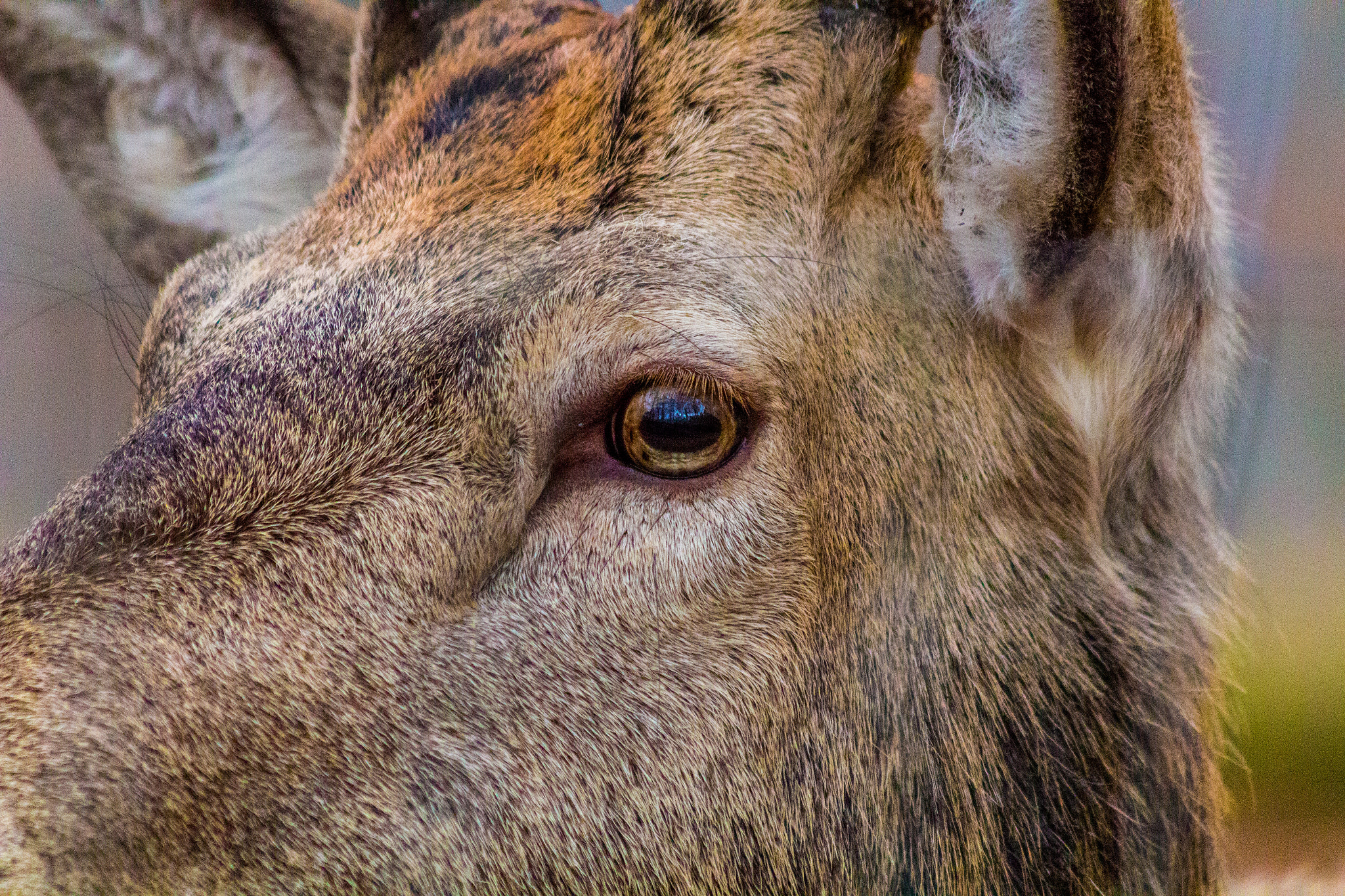 Canon EF 70-300mm F4-5.6 IS USM sample photo. Hirsch / deer photography