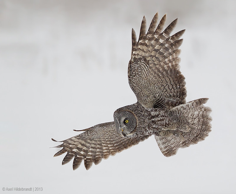 Canon EF 500mm F4L IS USM sample photo. Great gray owl photography