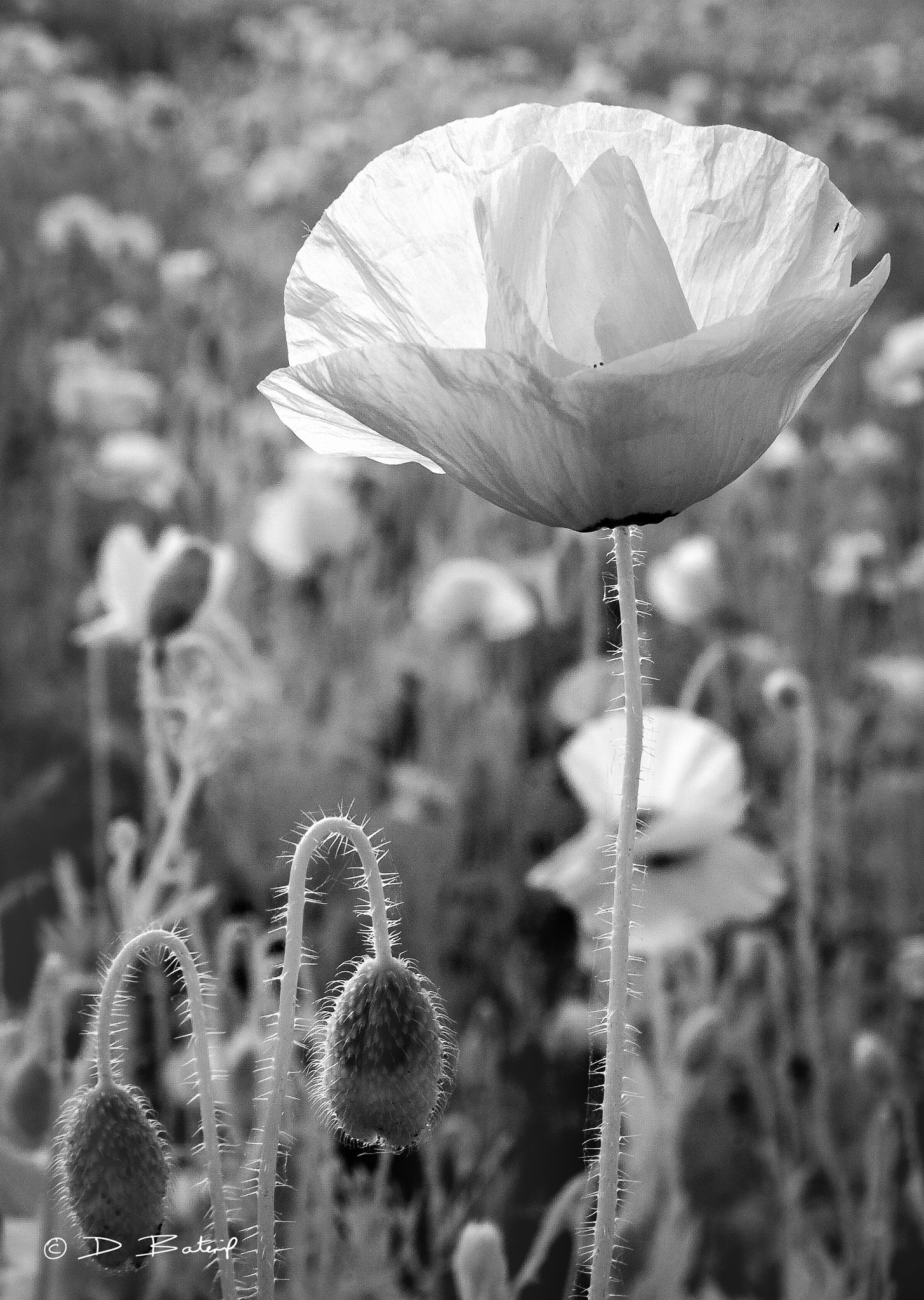 Nikon D80 sample photo. Infrared poppies photography