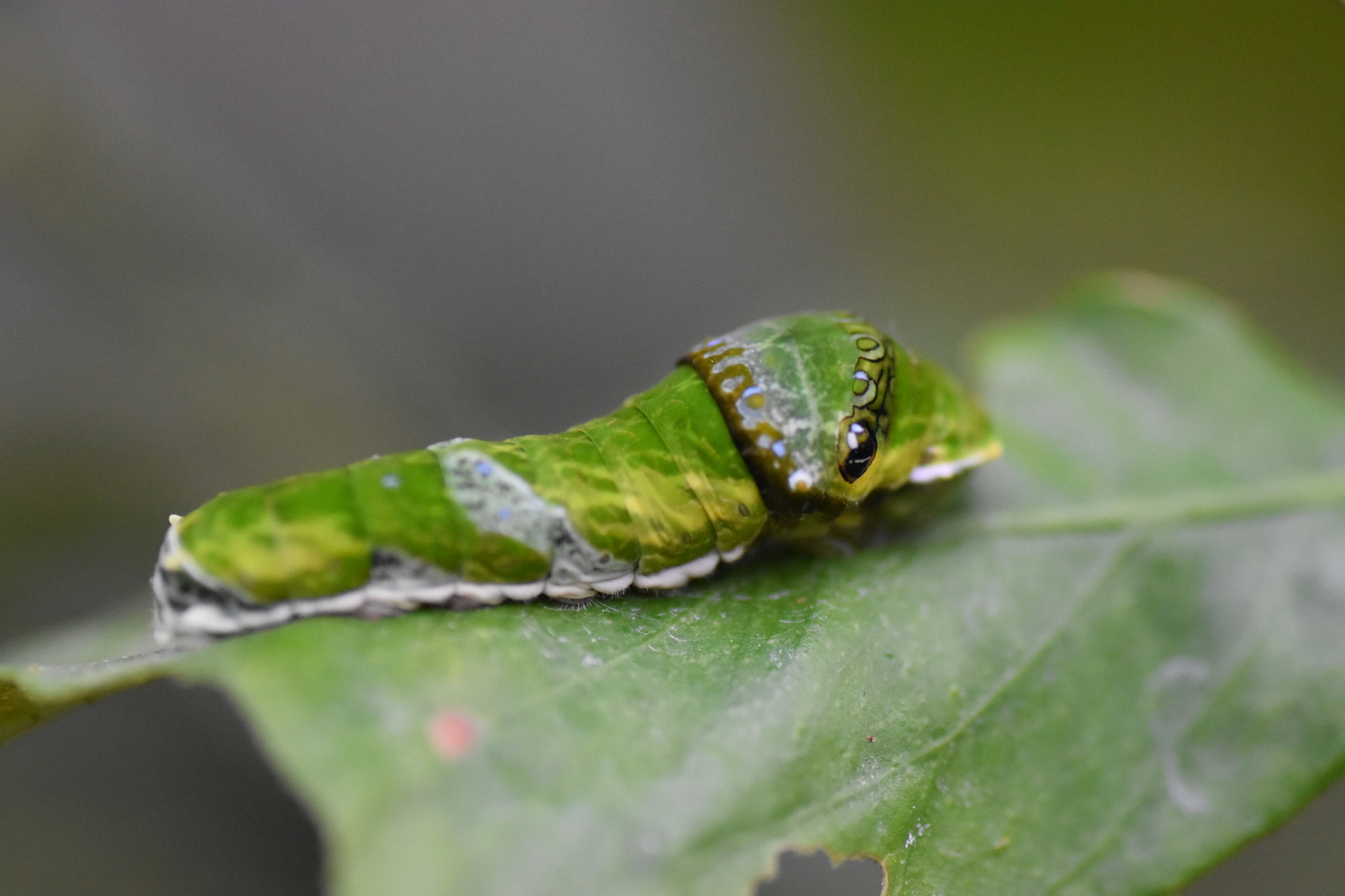 Nikon D5500 sample photo. Caterpillar photography