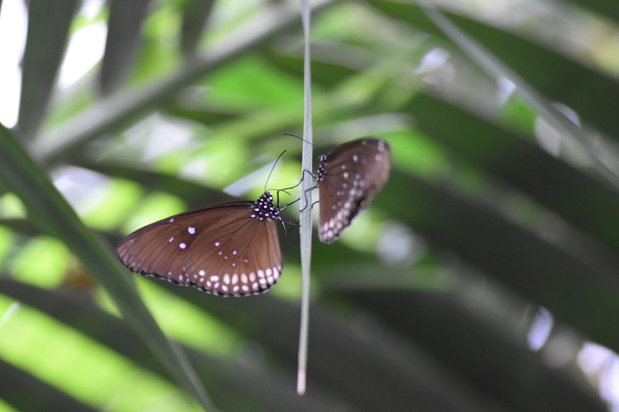 Nikon D5500 sample photo. Just hanging around photography