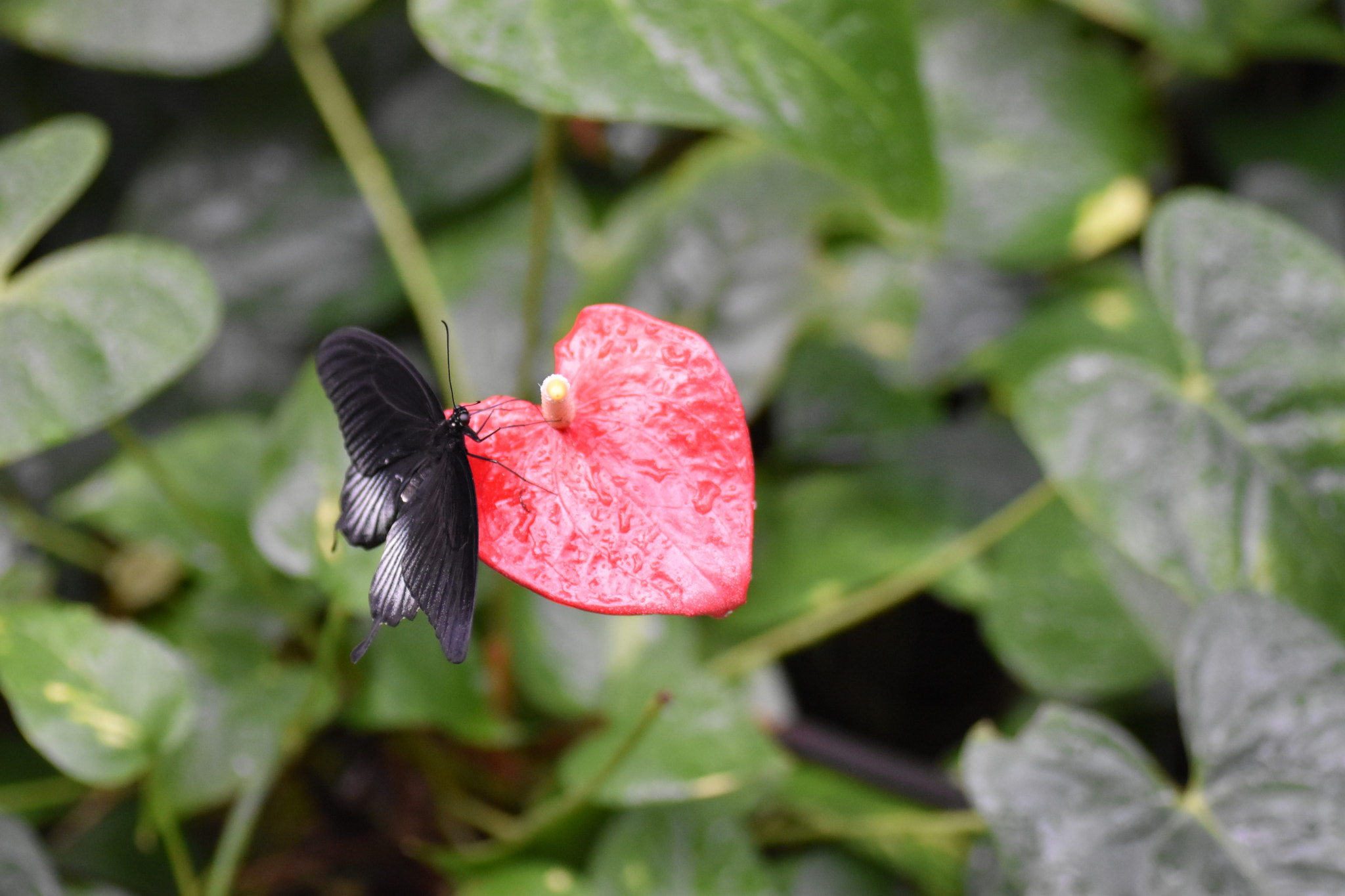 Nikon D5500 sample photo. Black beauty photography