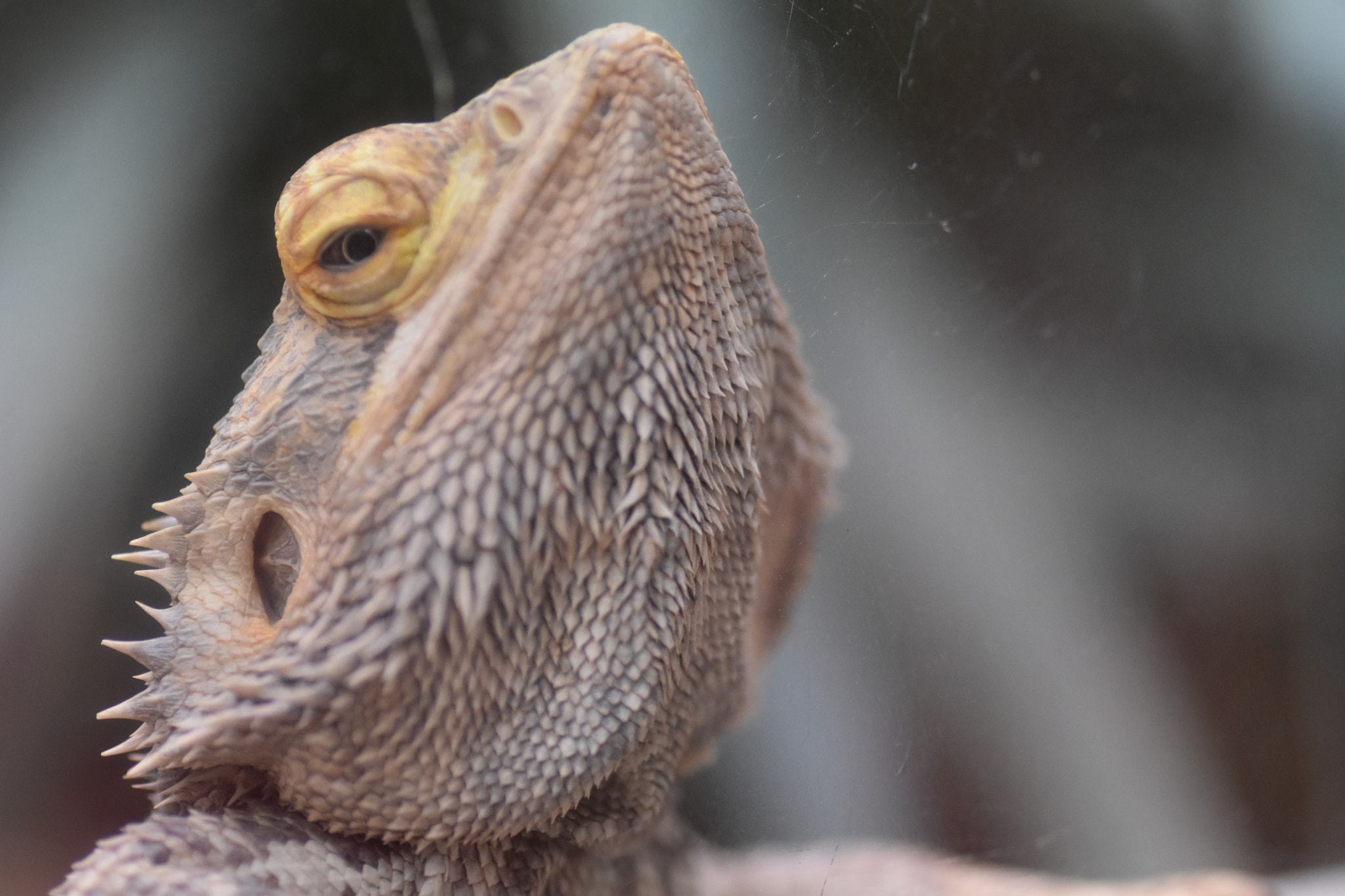 Nikon D5500 sample photo. Bearded bragon photography
