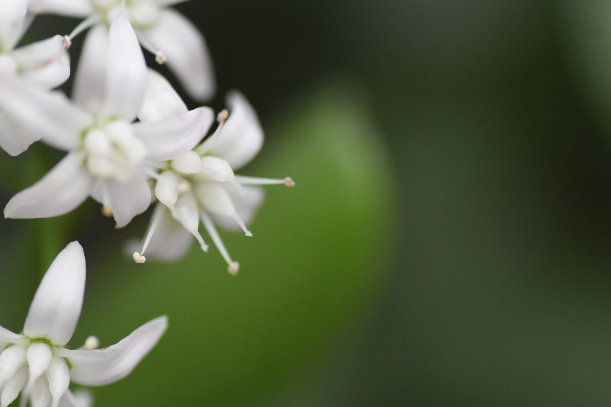Nikon D5500 sample photo. White flowers photography