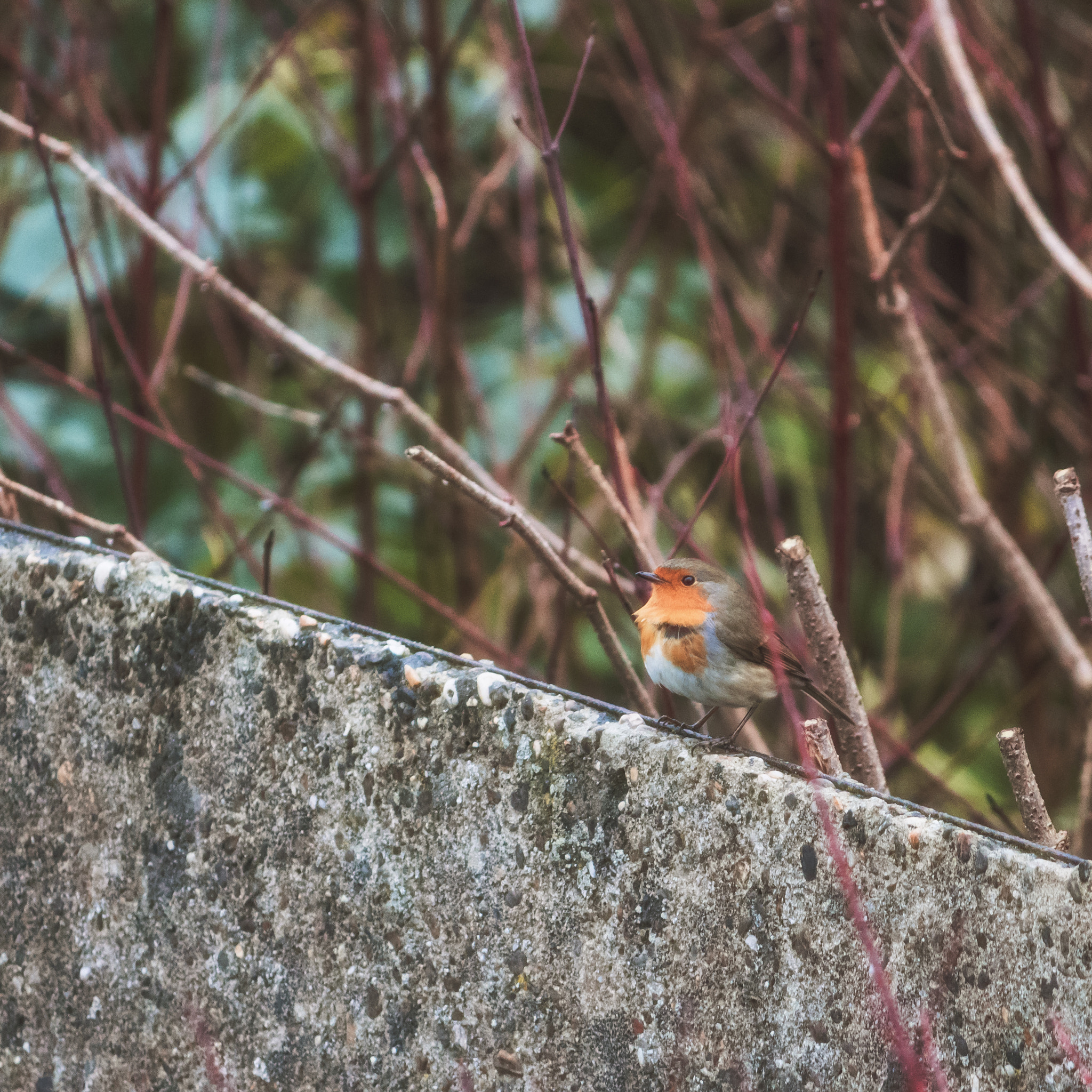 Canon EF-S 55-250mm F4-5.6 IS sample photo. Robin photography