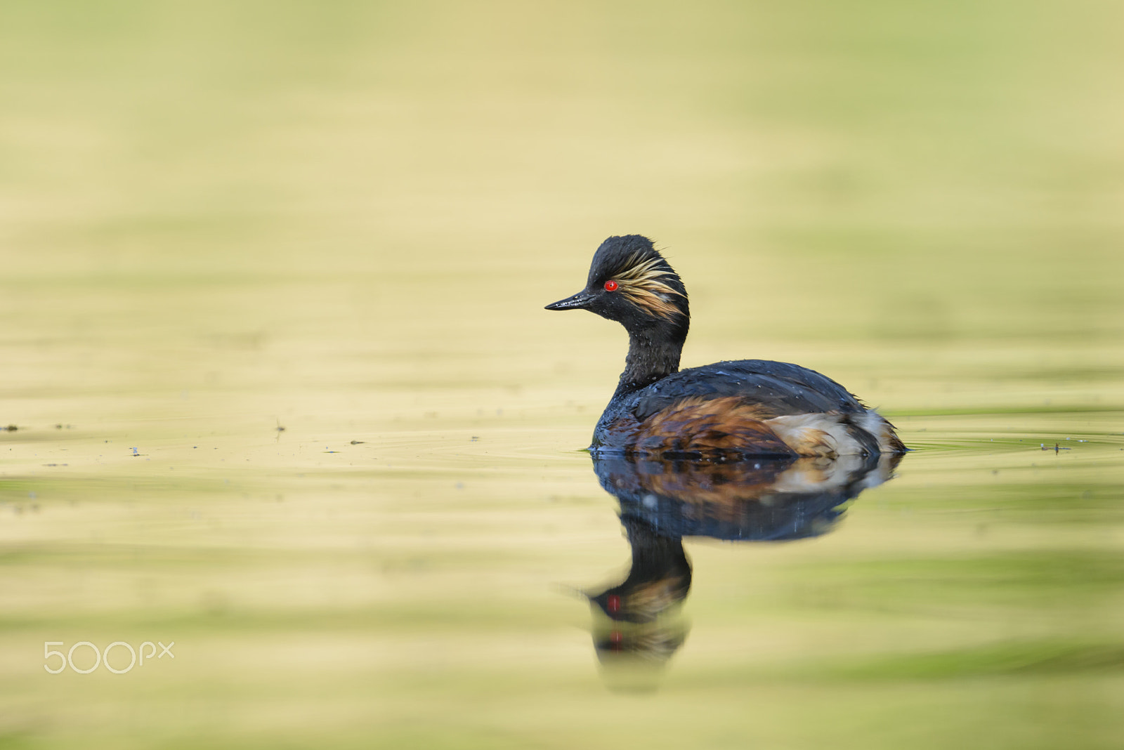 Nikon AF-S Nikkor 500mm F4G ED VR sample photo. Schwarzhalstaucher, podiceps nigricollis, black necked grebe photography