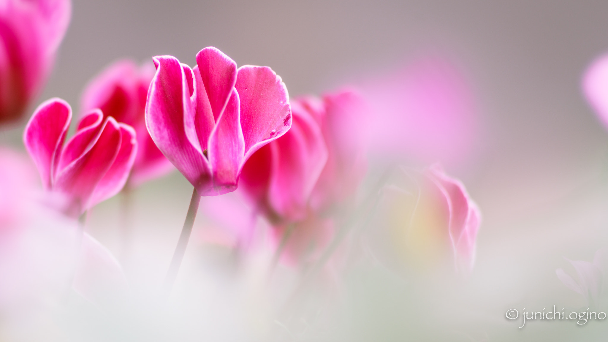 Sony 135mm F2.8 [T4.5] STF sample photo. Warmth photography