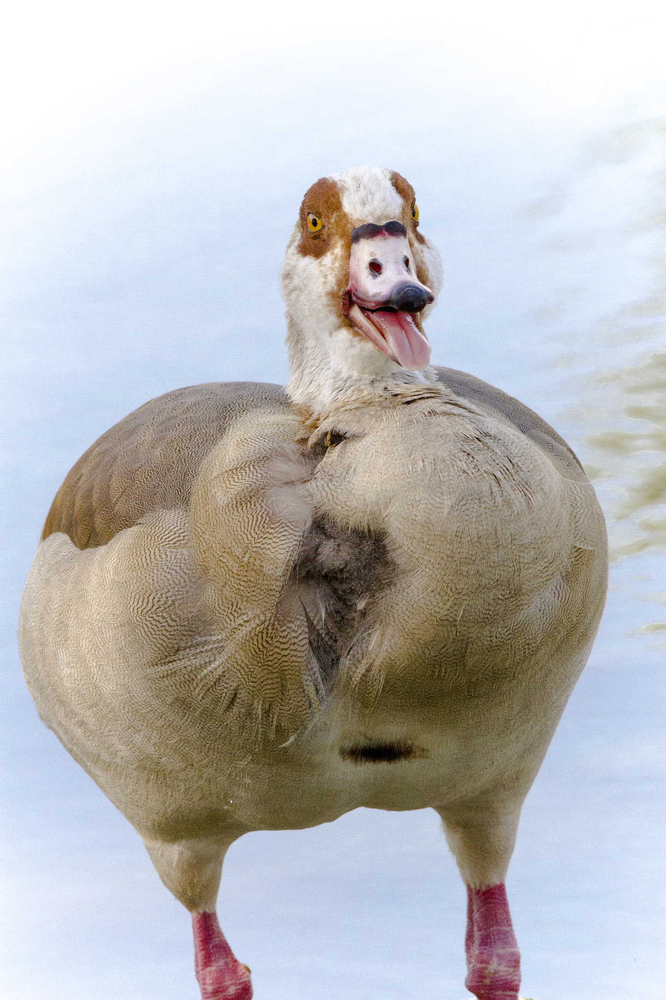 Canon EOS 7D + Canon EF 300mm F4L IS USM sample photo. Egyptian goose 2 photography