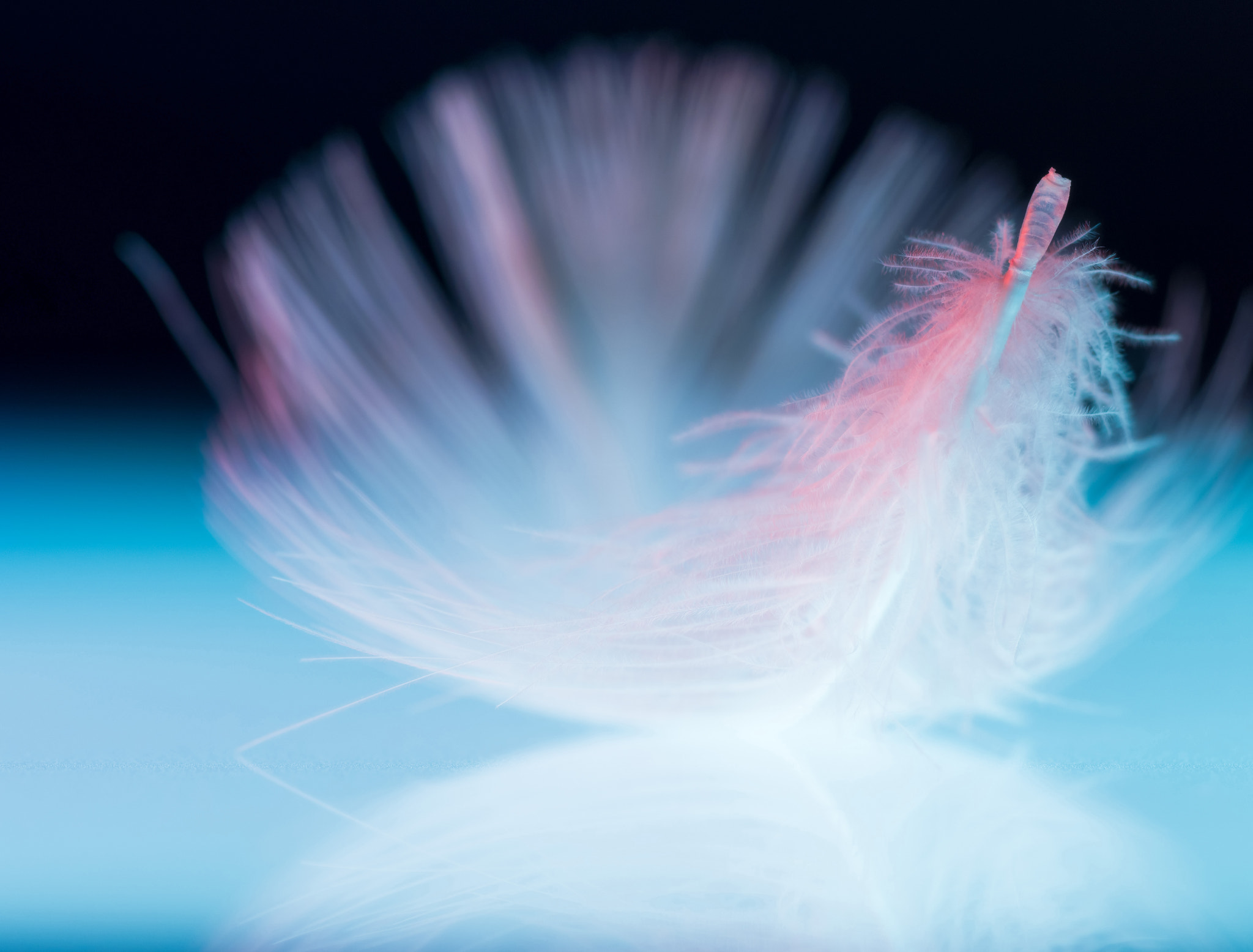Sony Alpha DSLR-A850 + Minolta AF 100mm F2.8 Macro [New] sample photo. . photography