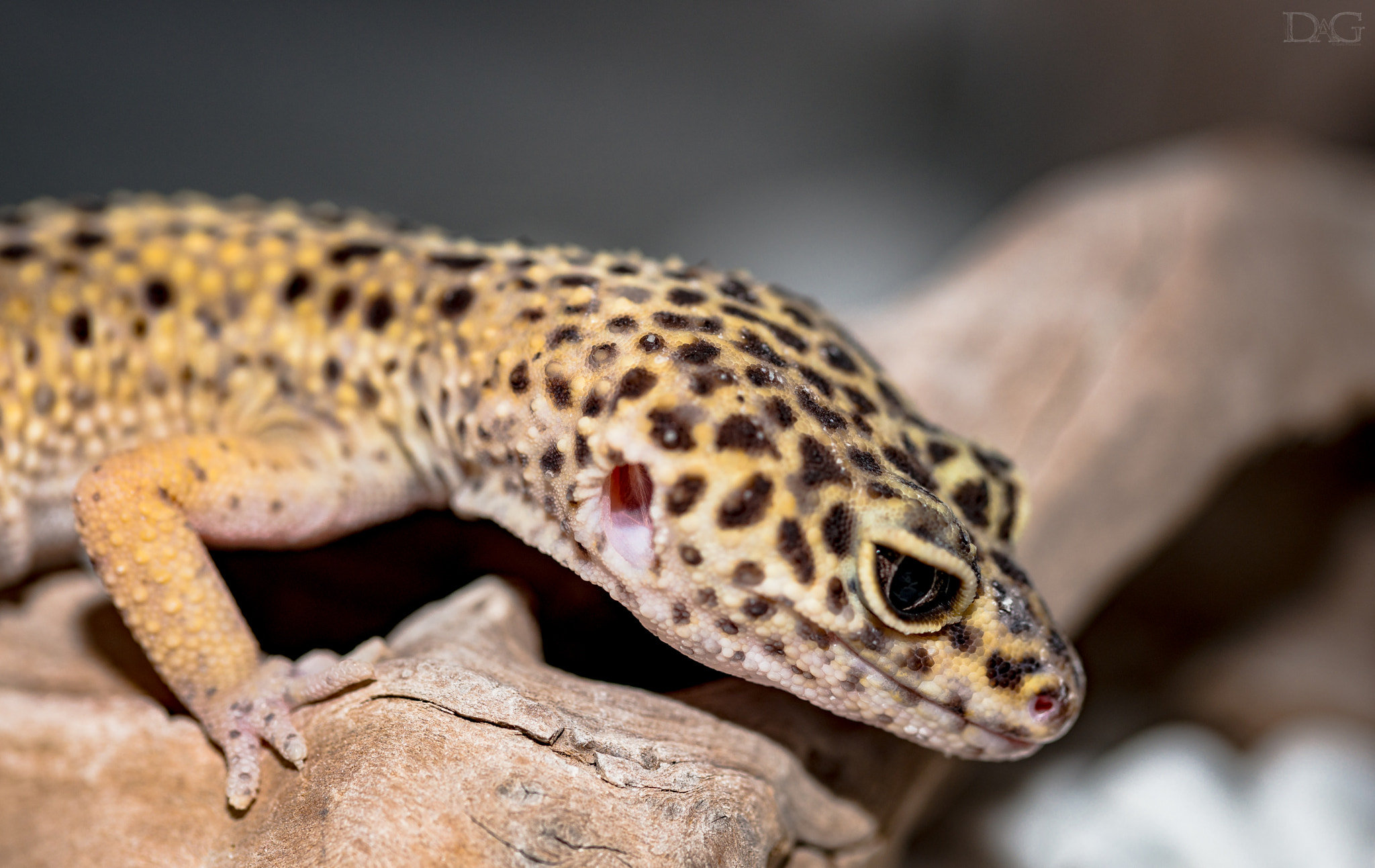 Sony a99 II + 105mm F2.8 sample photo. Eublepharis macularius - 04 photography