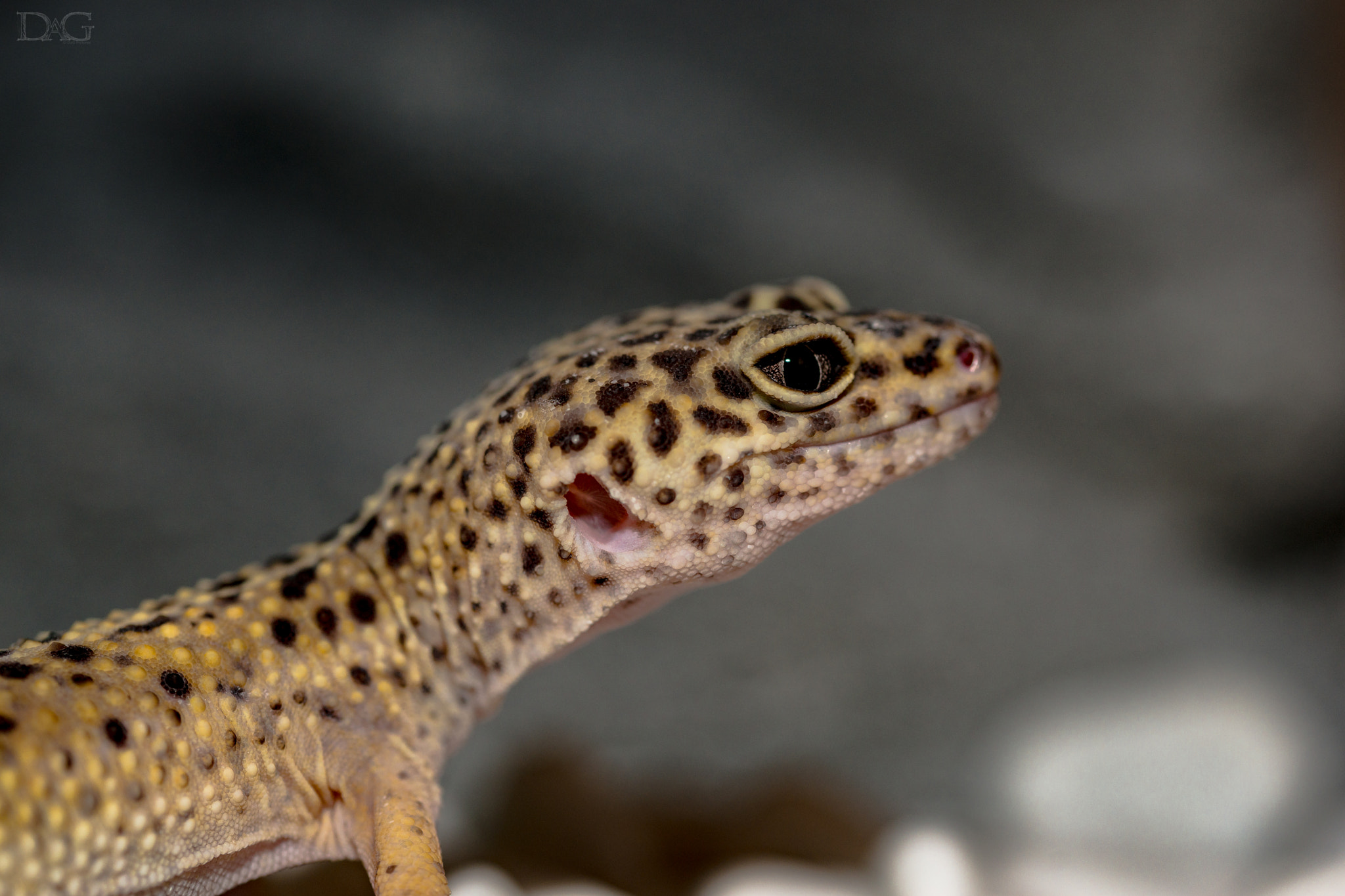 Sony a99 II + 105mm F2.8 sample photo. Eublepharis macularius - 05 photography