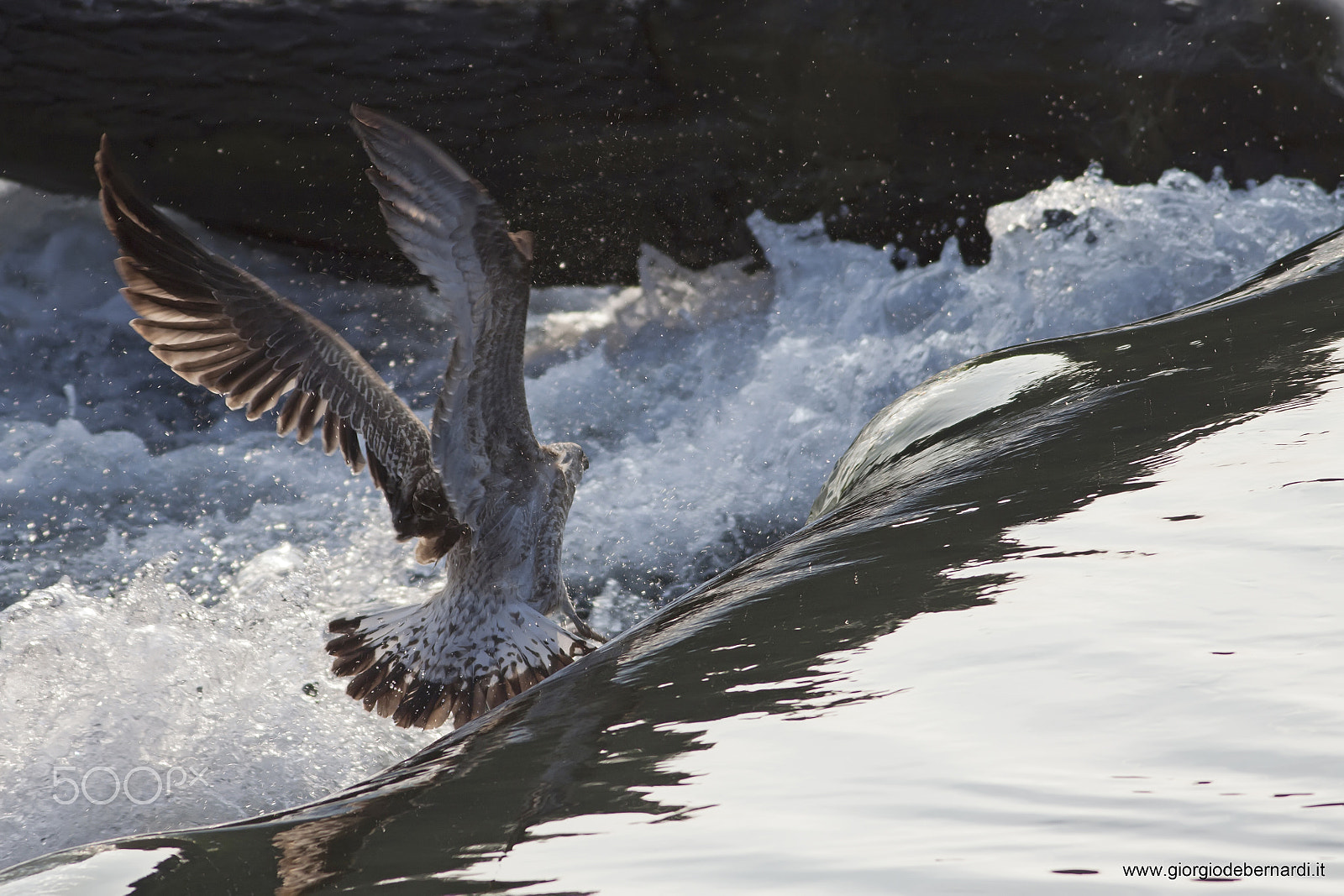 Canon EOS 50D + Canon EF 400mm F5.6L USM sample photo. Seagull photography