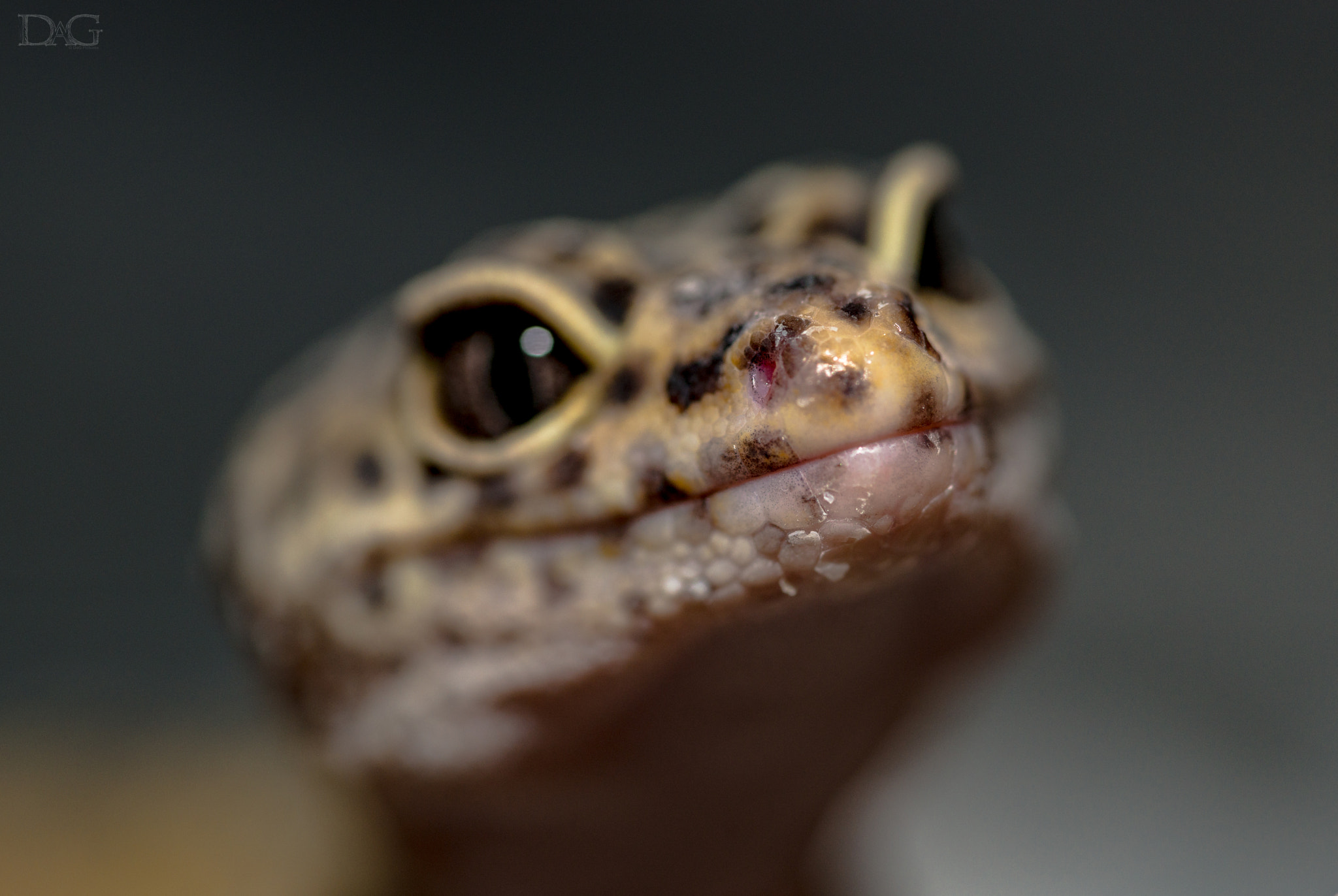 Sony a99 II + 105mm F2.8 sample photo. Eublepharis macularius - 06 photography