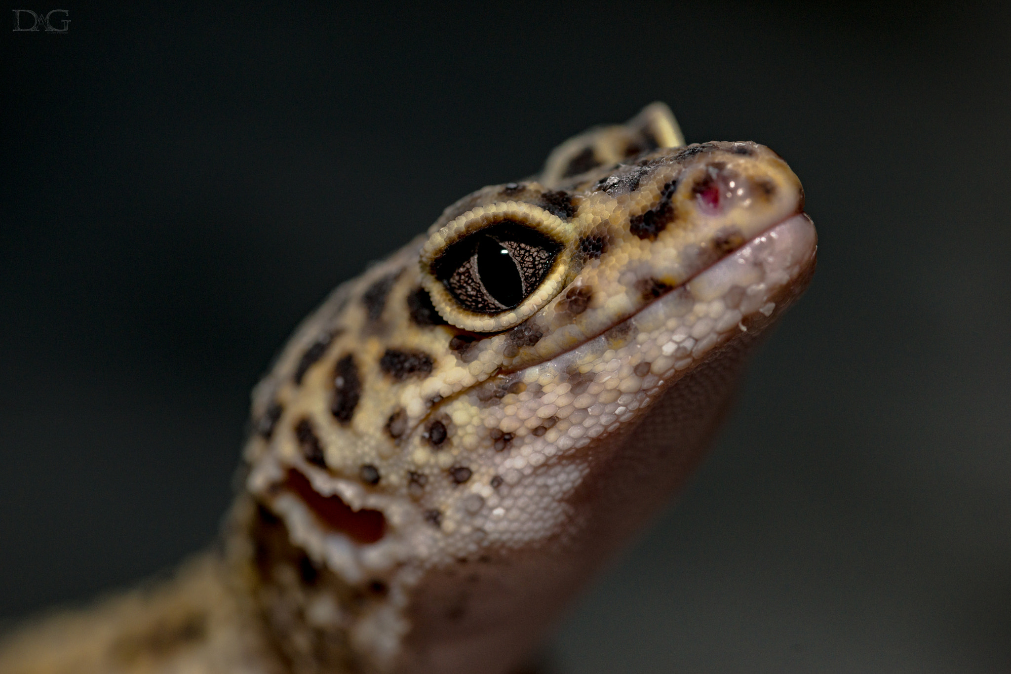 Sony a99 II + 105mm F2.8 sample photo. Eublepharis macularius - 07 photography